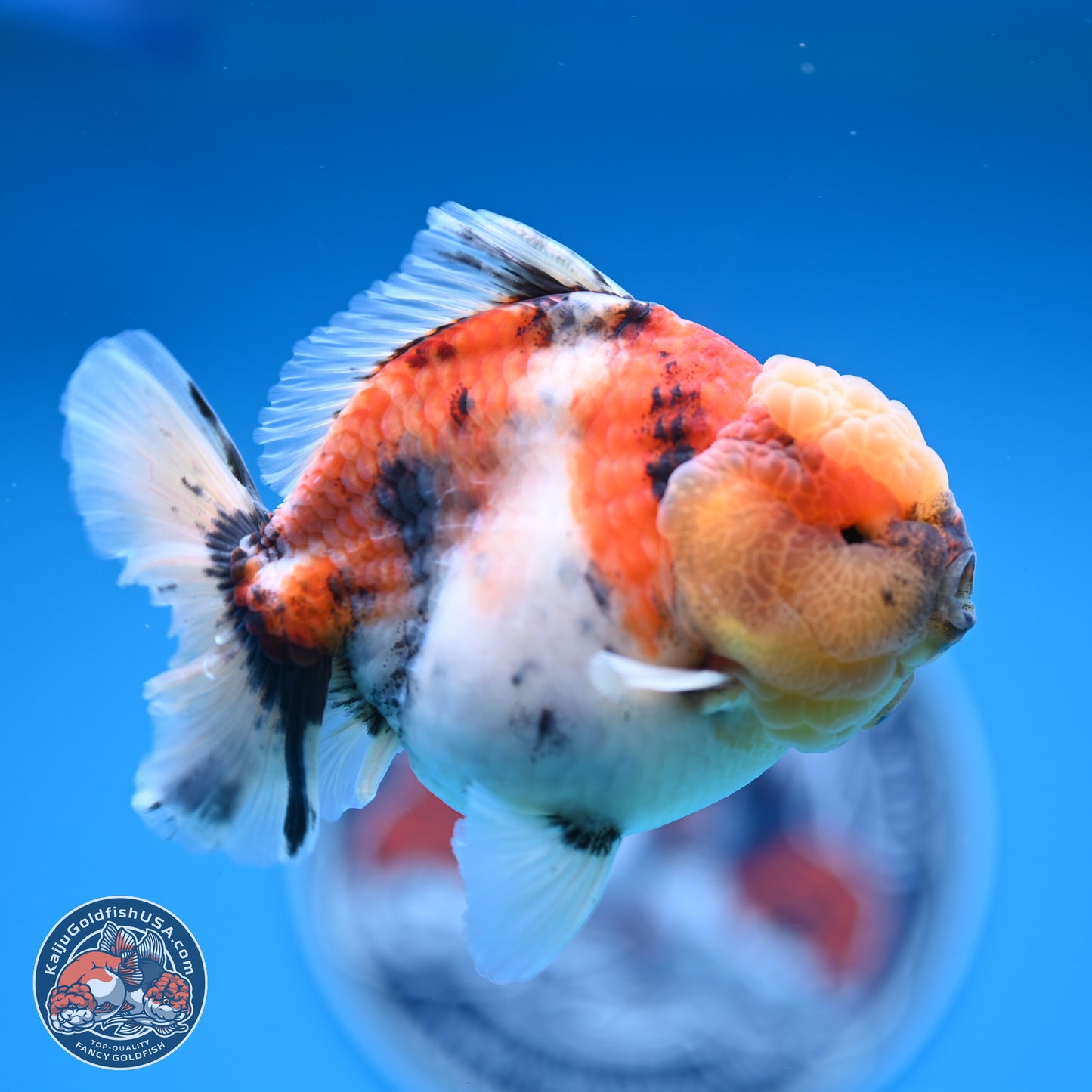 Tricolor Tiger YuanBao Oranda 3.5 inches Body - Male (250228_OR11)