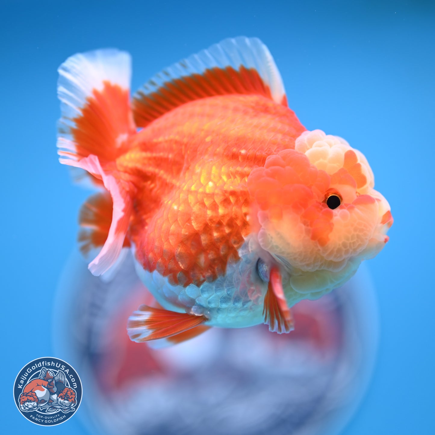 Red White YuanBao Oranda 4 inches (241018_OR11)