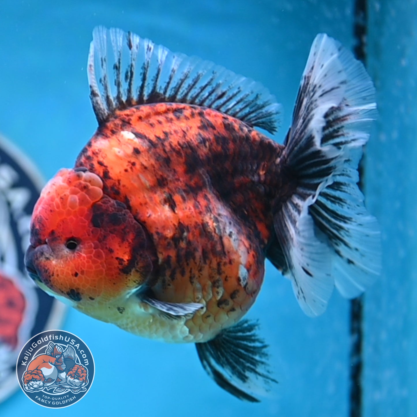 Tiger Oranda 4.25 inches Body (250516_OR11)