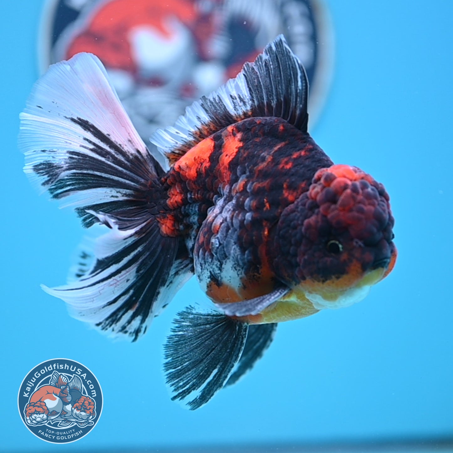 Tricolor Tiger Rose Tail Oranda 4 inches Body (250502_OR11)