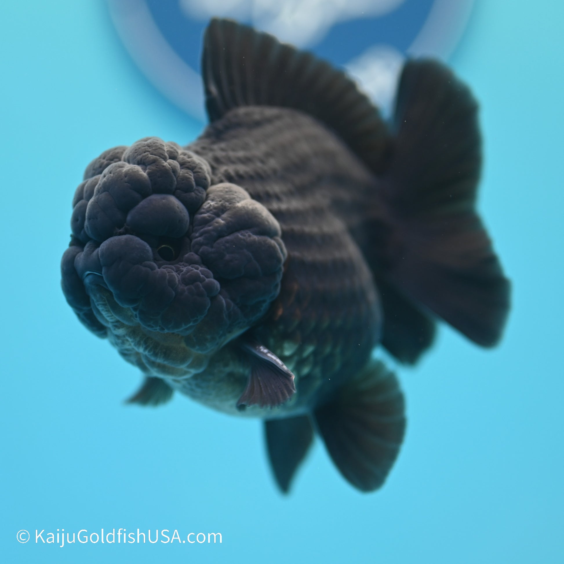 Jet Black YuanBao Oranda 3.5 inches (240517_OR11) - Kaiju Goldfish USA