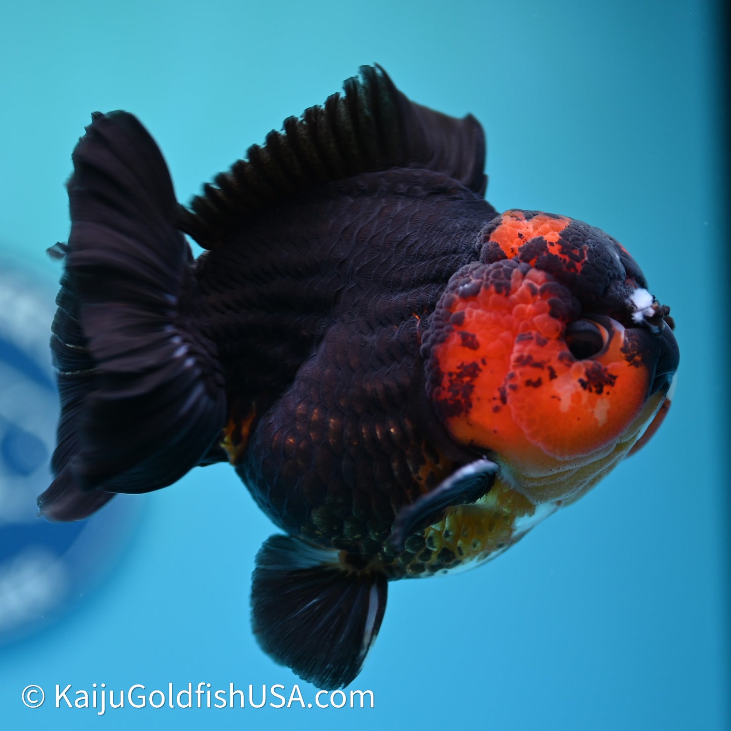 Red/Black YuanBao Oranda 3.5in body (240607_OR11) - Kaiju Goldfish USA