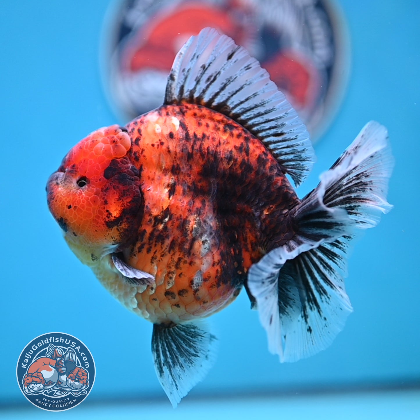 Tiger Oranda 4.25 inches Body (250516_OR11)