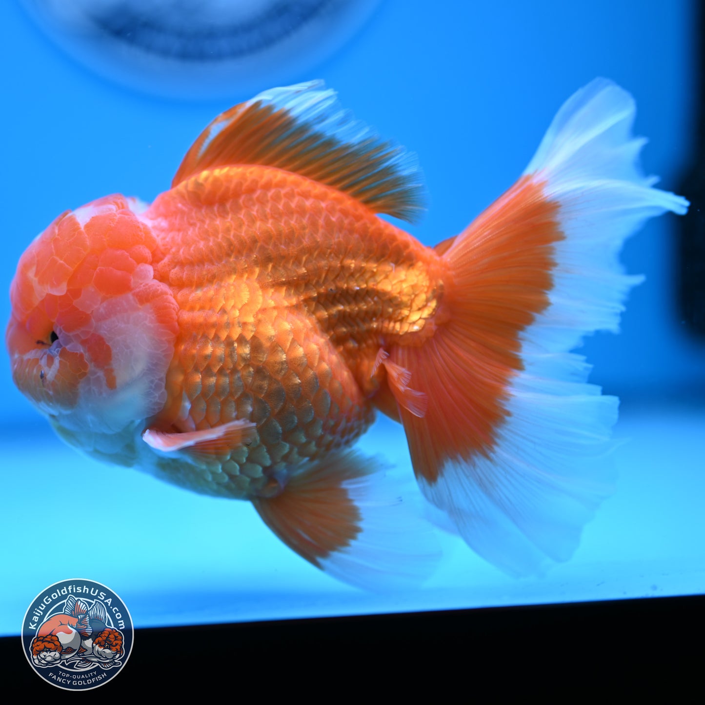 Red White Rose Tail Oranda 4-6 inches (240906_OR11) - Kaiju Goldfish USA