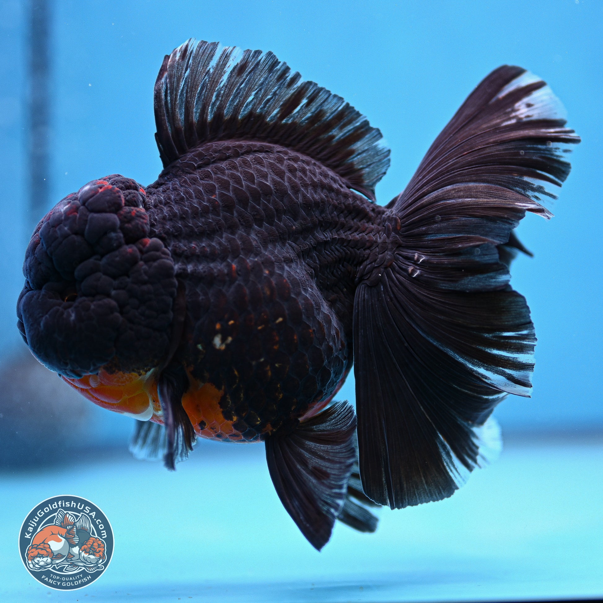 Kirin Rose Tail Oranda 6 inches - Male (241115_OR11) - Kaiju Goldfish USA