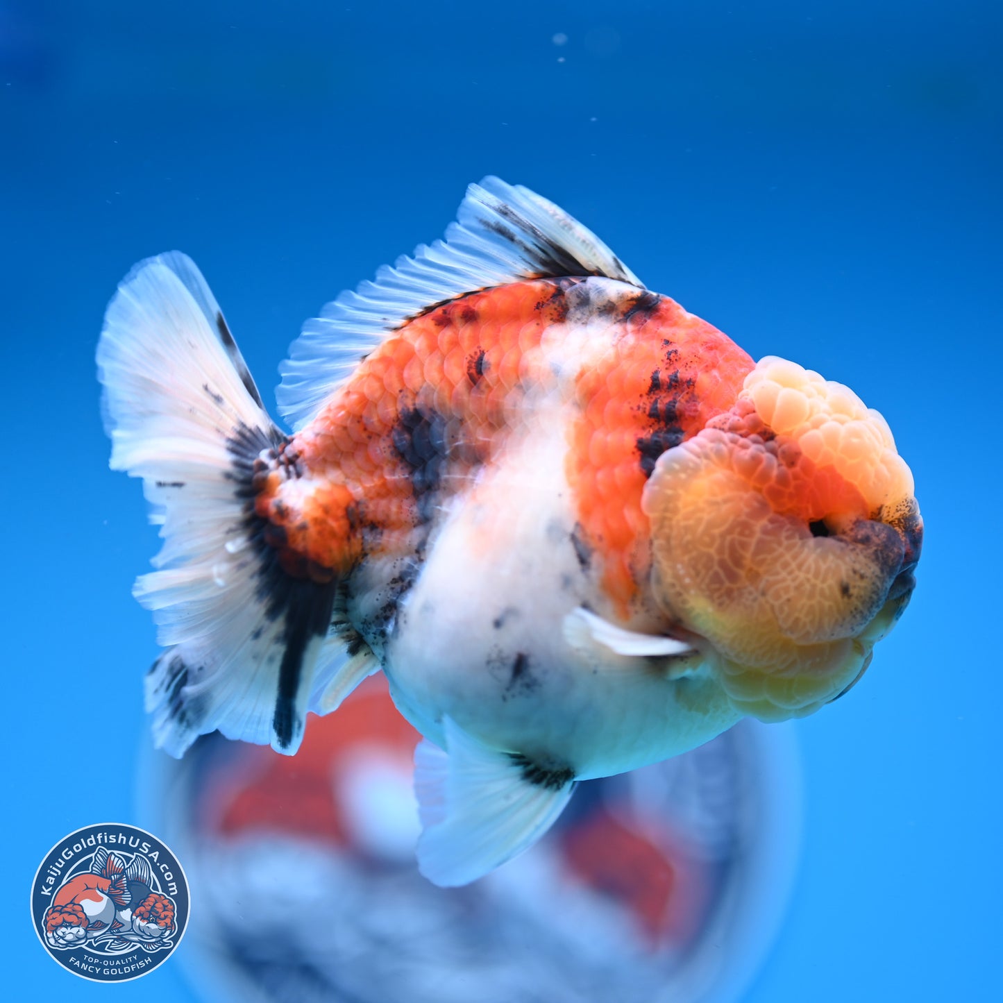 Tricolor Tiger YuanBao Oranda 3.5 inches Body - Male (250228_OR11)