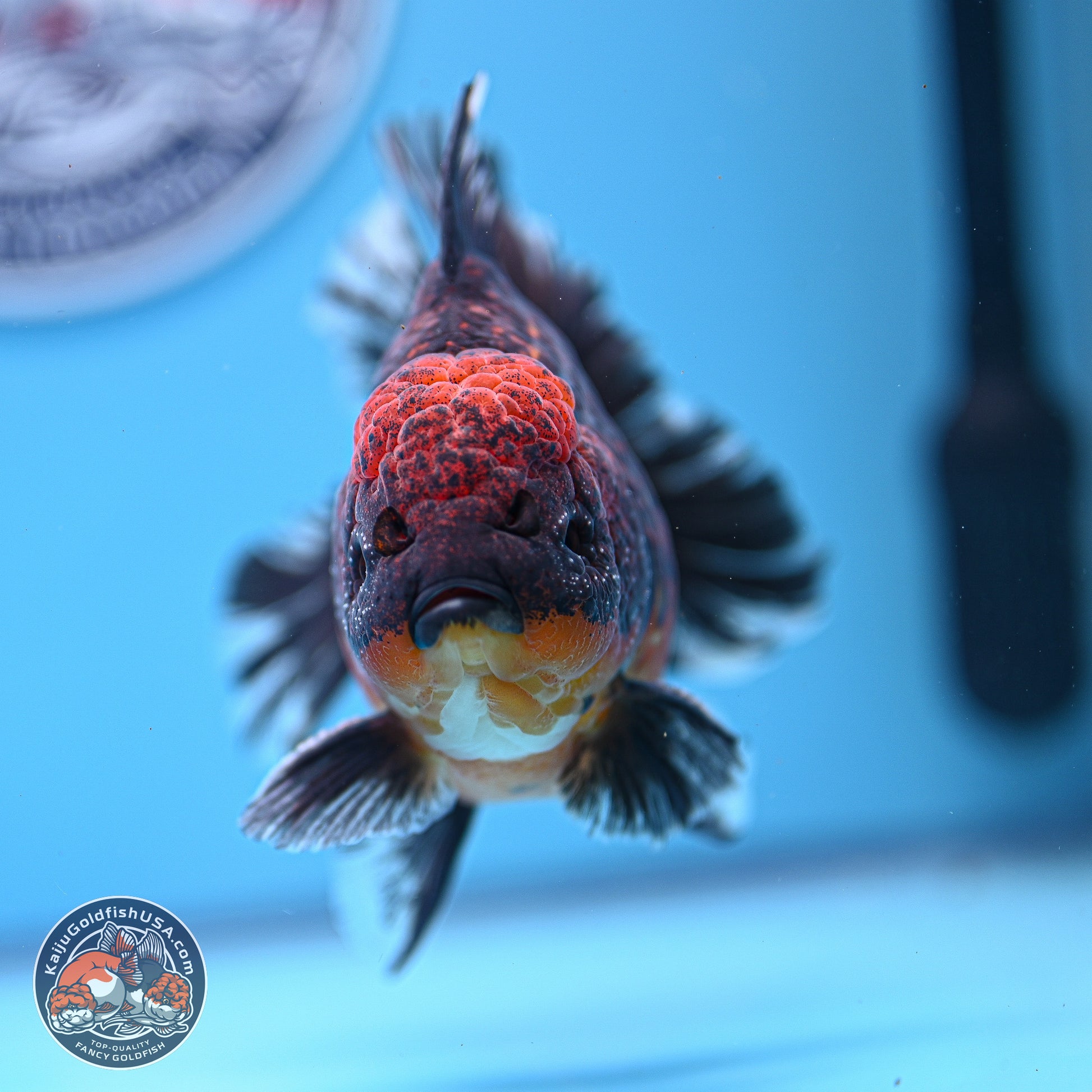 Red Kirin Rose Tail Oranda 4-5.5 inches (240920_OR11) - Kaiju Goldfish USA