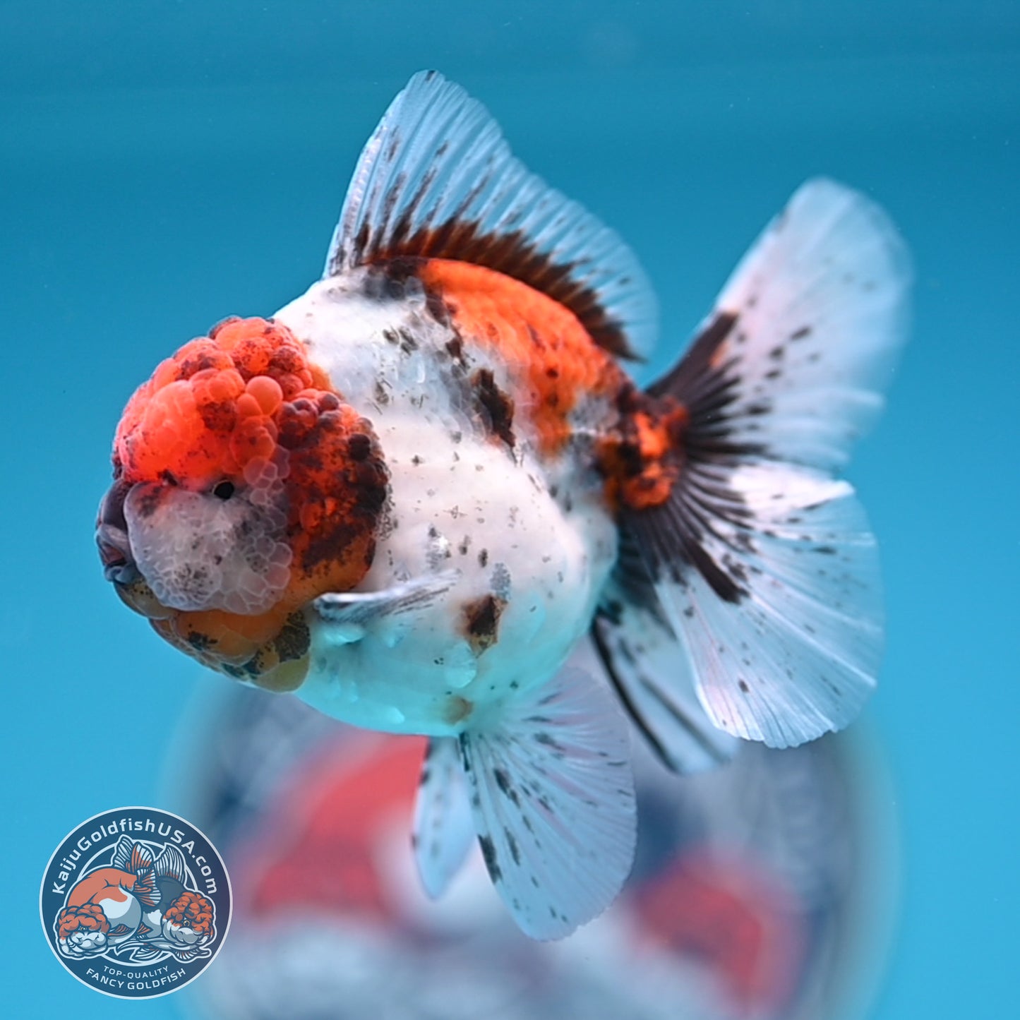 Shogun Tricolor Sakura Rose Tail Oranda 3.25 inches Body (250530_OR11)
