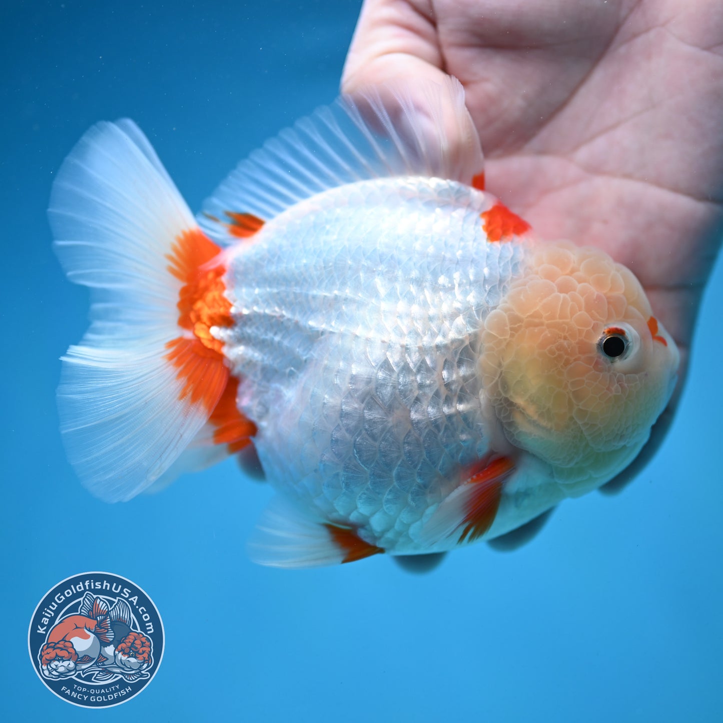 Jade Head Red White Oranda 4.5 inch Body (250912_OR11)