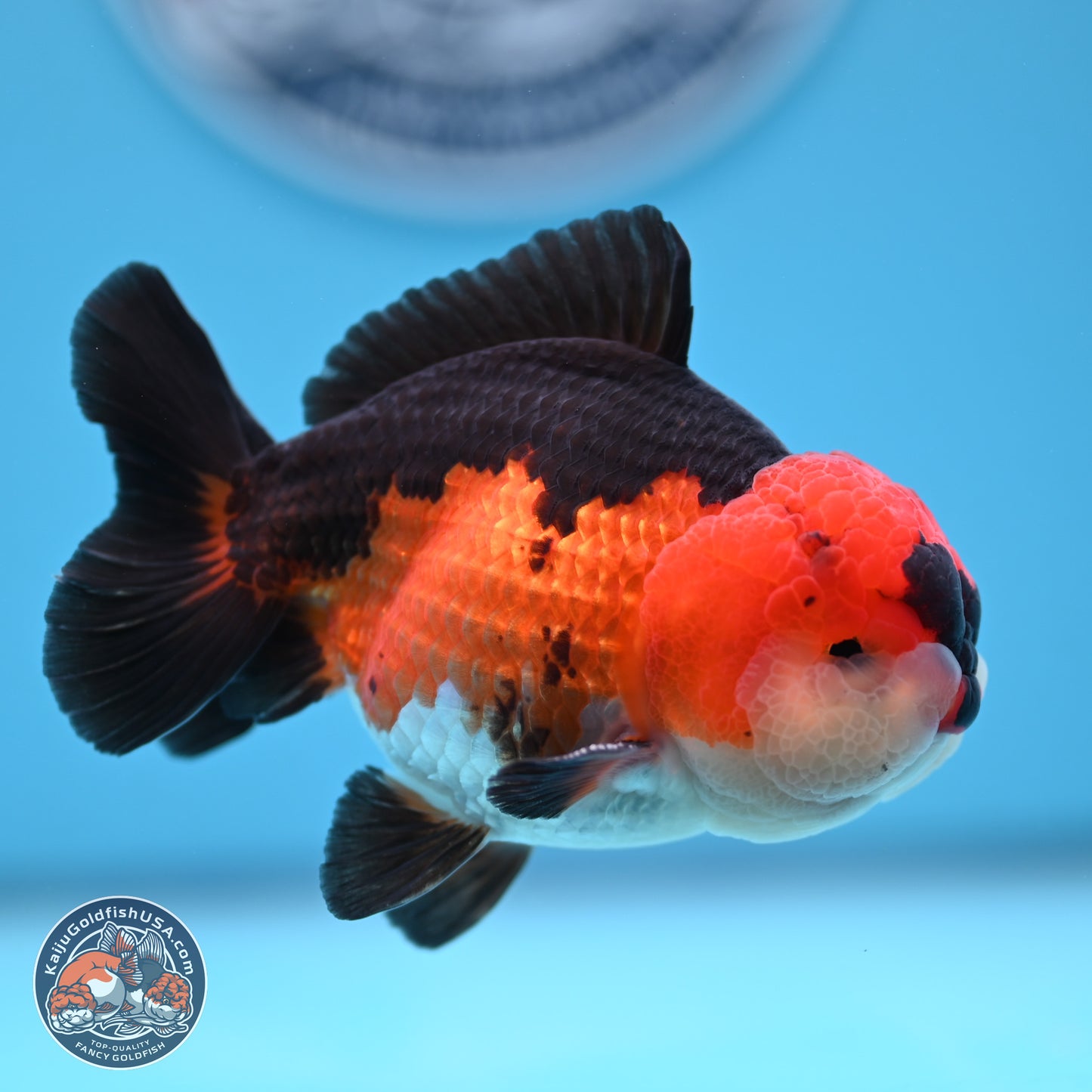 Tricolor Oranda 3.5-4.5 inches (240913_OR11) - Kaiju Goldfish USA