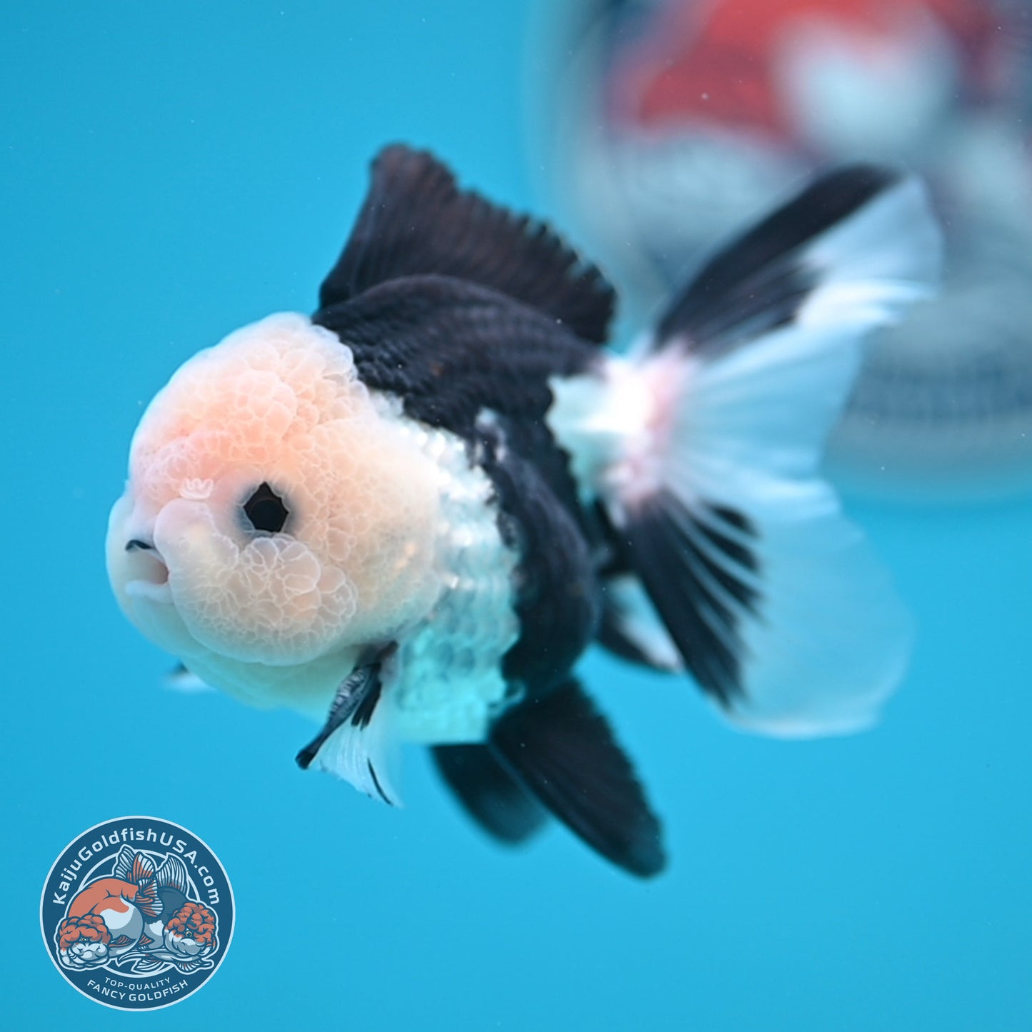 Panda Oranda 3 inches Body (250606_OR11)