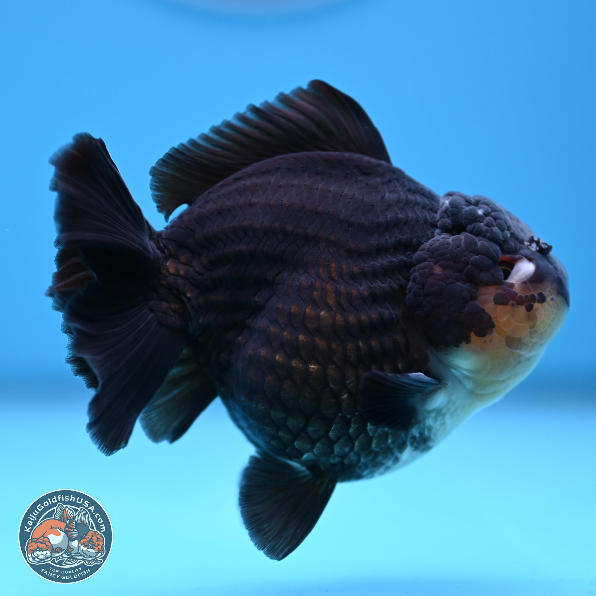 Panda YuanBao Oranda 3.5 inches Body - Male (241227_OR11) - Kaiju Goldfish USA