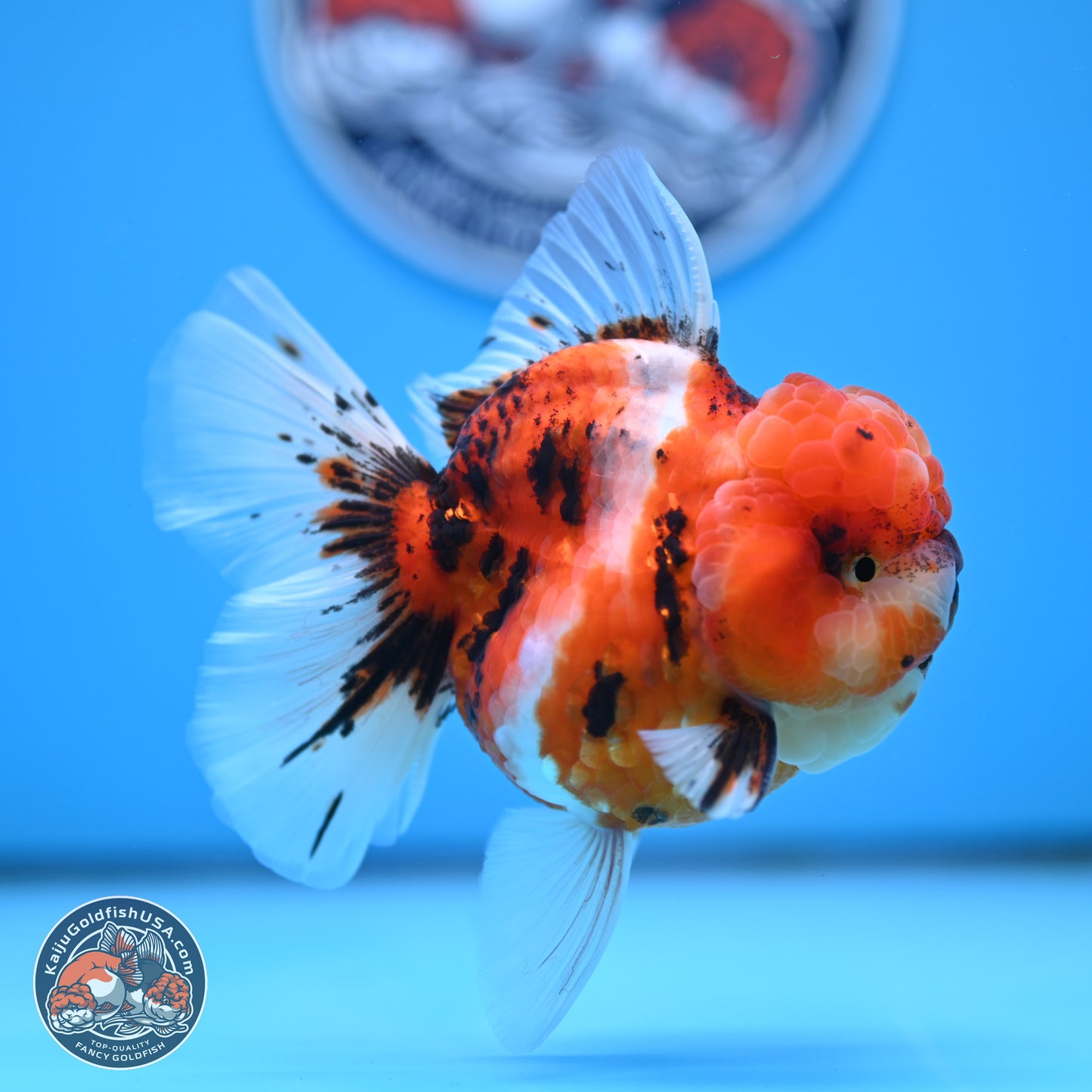 Tricolor Tiger Oranda 3.5 inches Body - Male (250314_OR11)