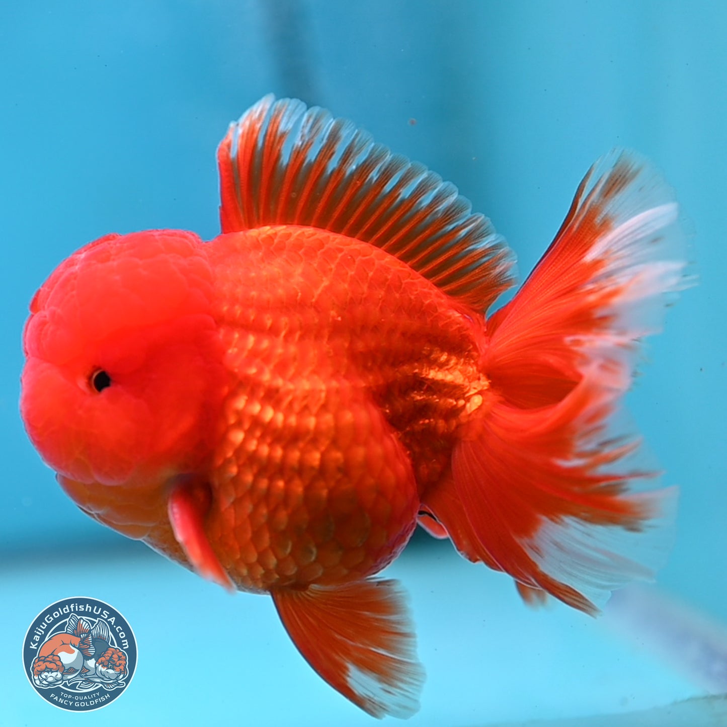 Classic Red Rose Tail Oranda 3.5 inches Body - Male (250307_OR11)