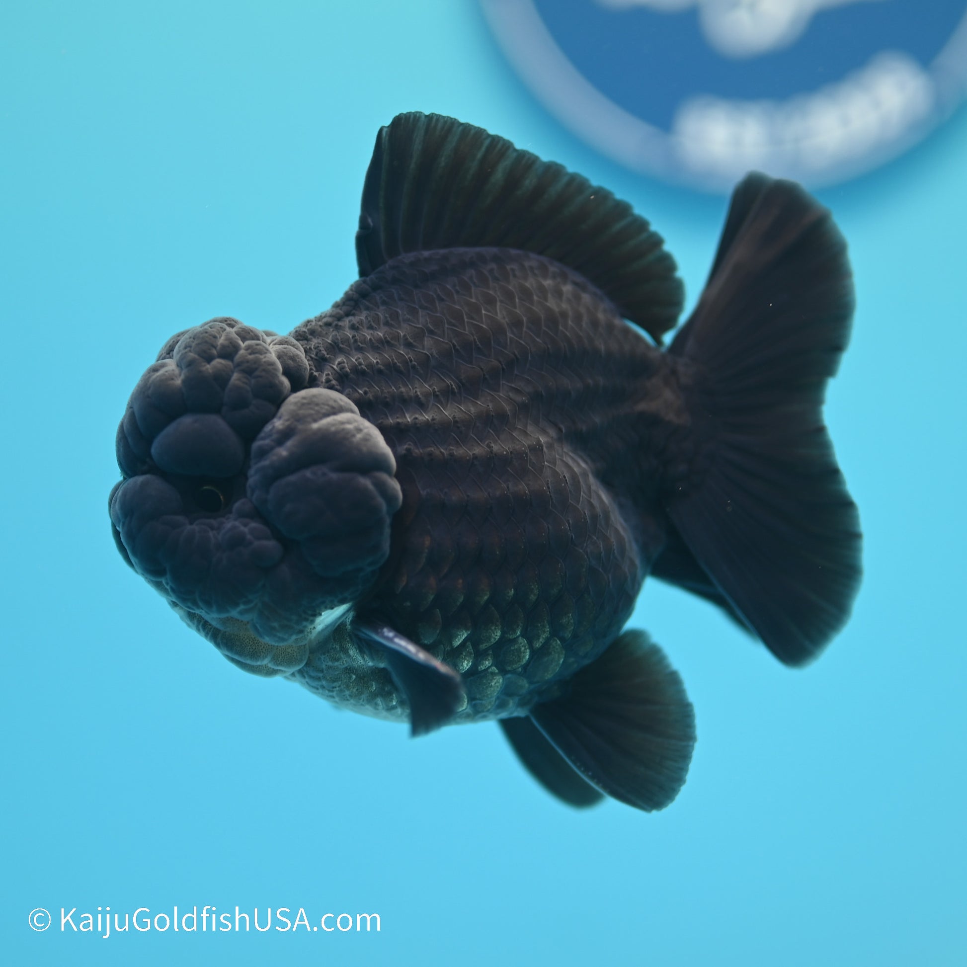 Jet Black YuanBao Oranda 3.5 inches (240517_OR11) - Kaiju Goldfish USA