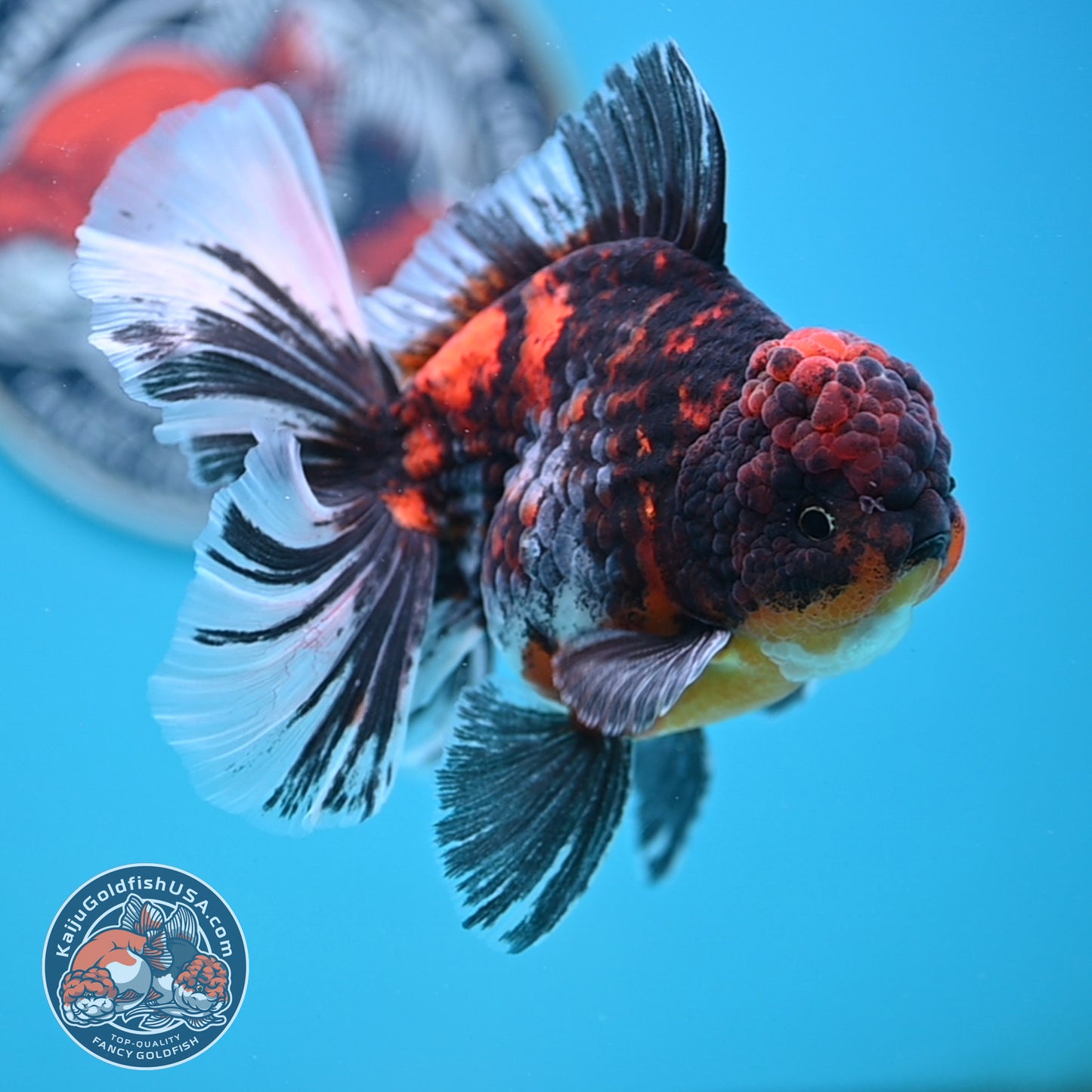 Tricolor Tiger Rose Tail Oranda 4 inches Body (250502_OR11)