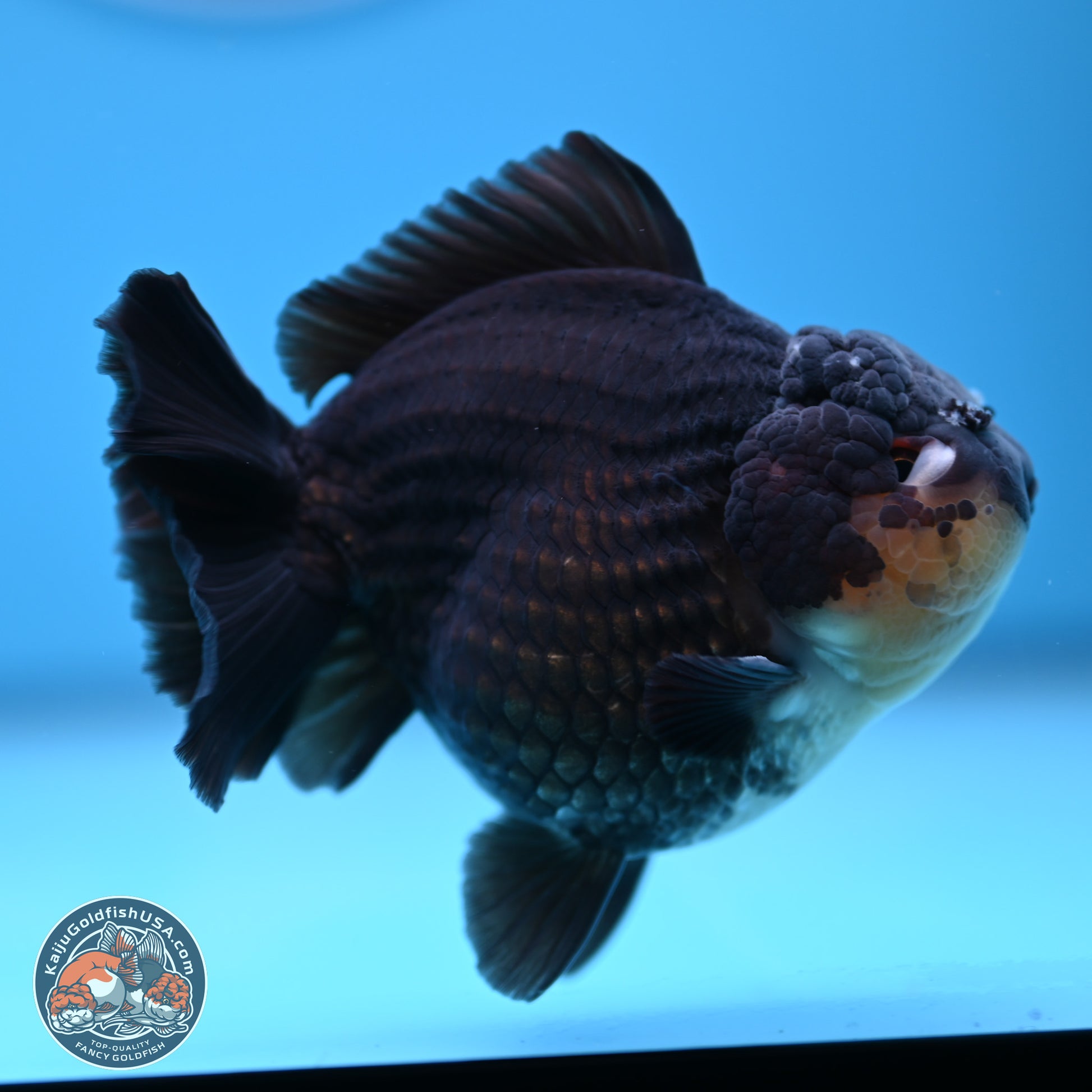Panda YuanBao Oranda 3.5 inches Body - Male (241227_OR11) - Kaiju Goldfish USA