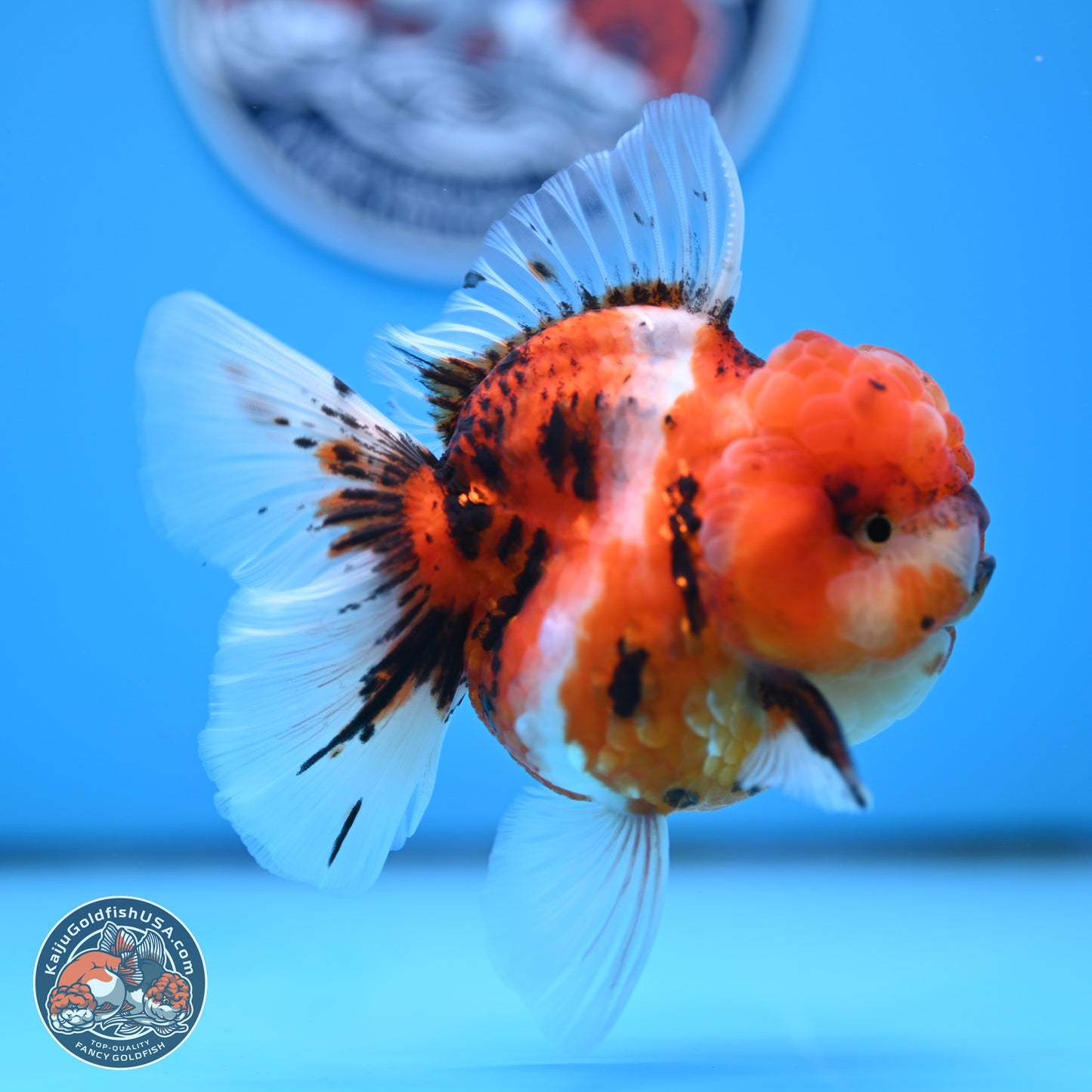Tricolor Tiger Oranda 3.5 inches Body - Male (250314_OR11)