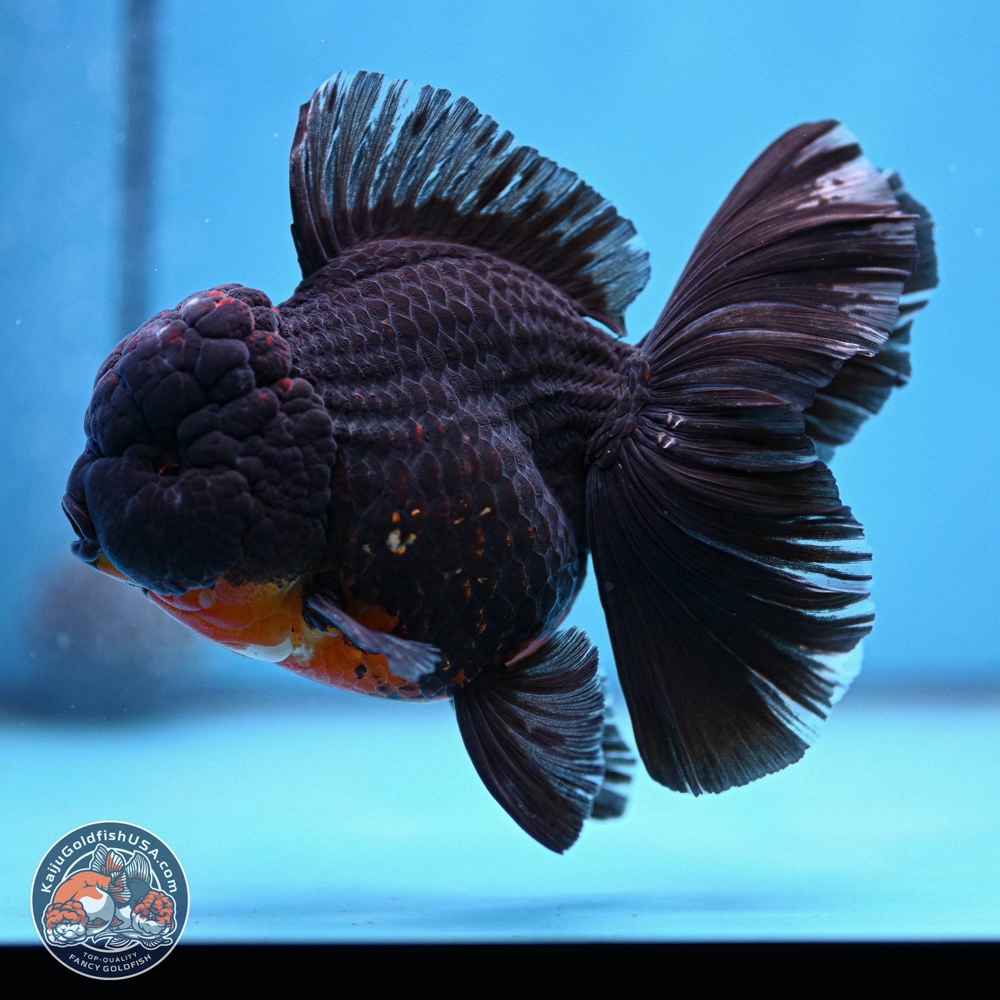 Kirin Rose Tail Oranda 6 inches - Male (241115_OR11) - Kaiju Goldfish USA