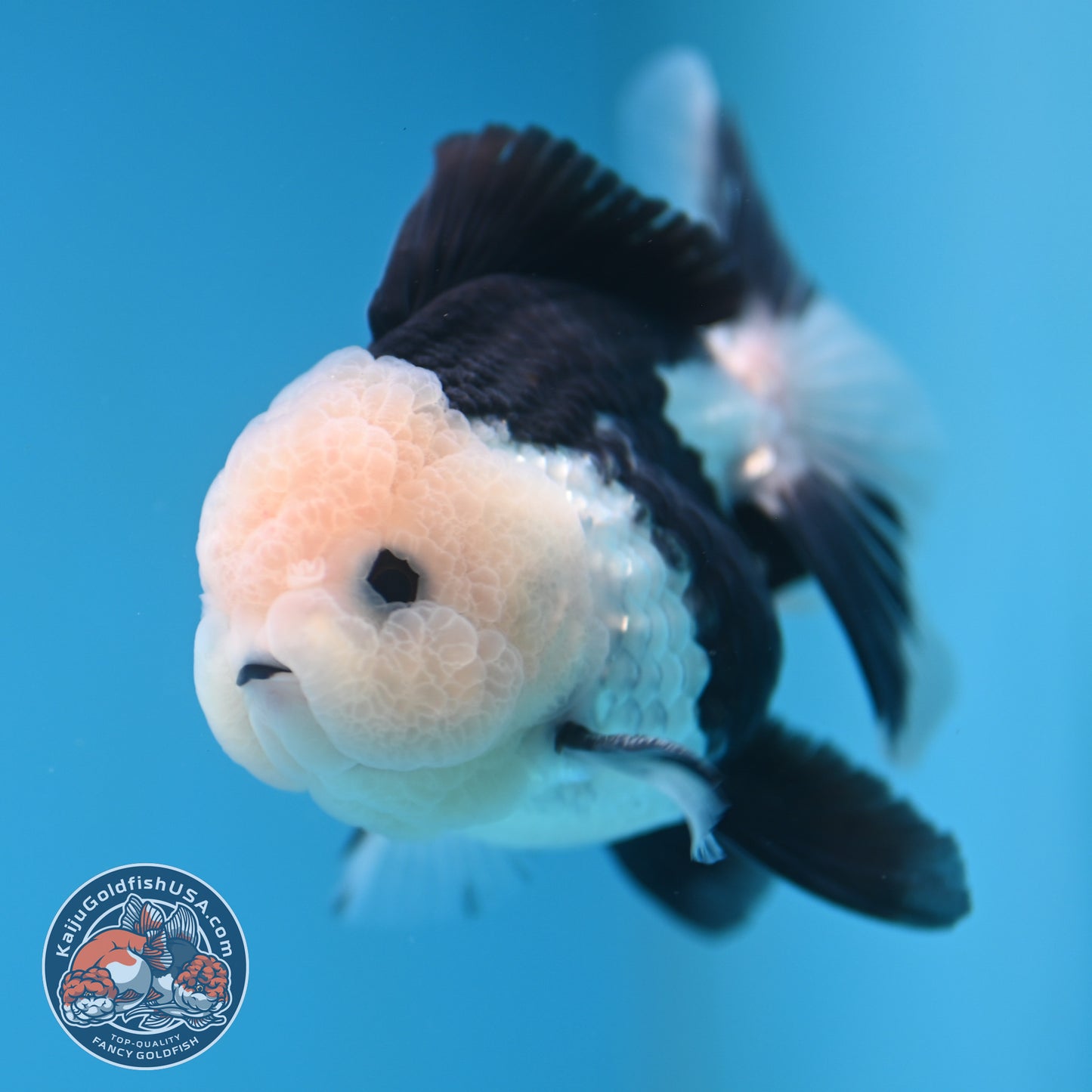 Panda Oranda 3 inches Body (250606_OR11)