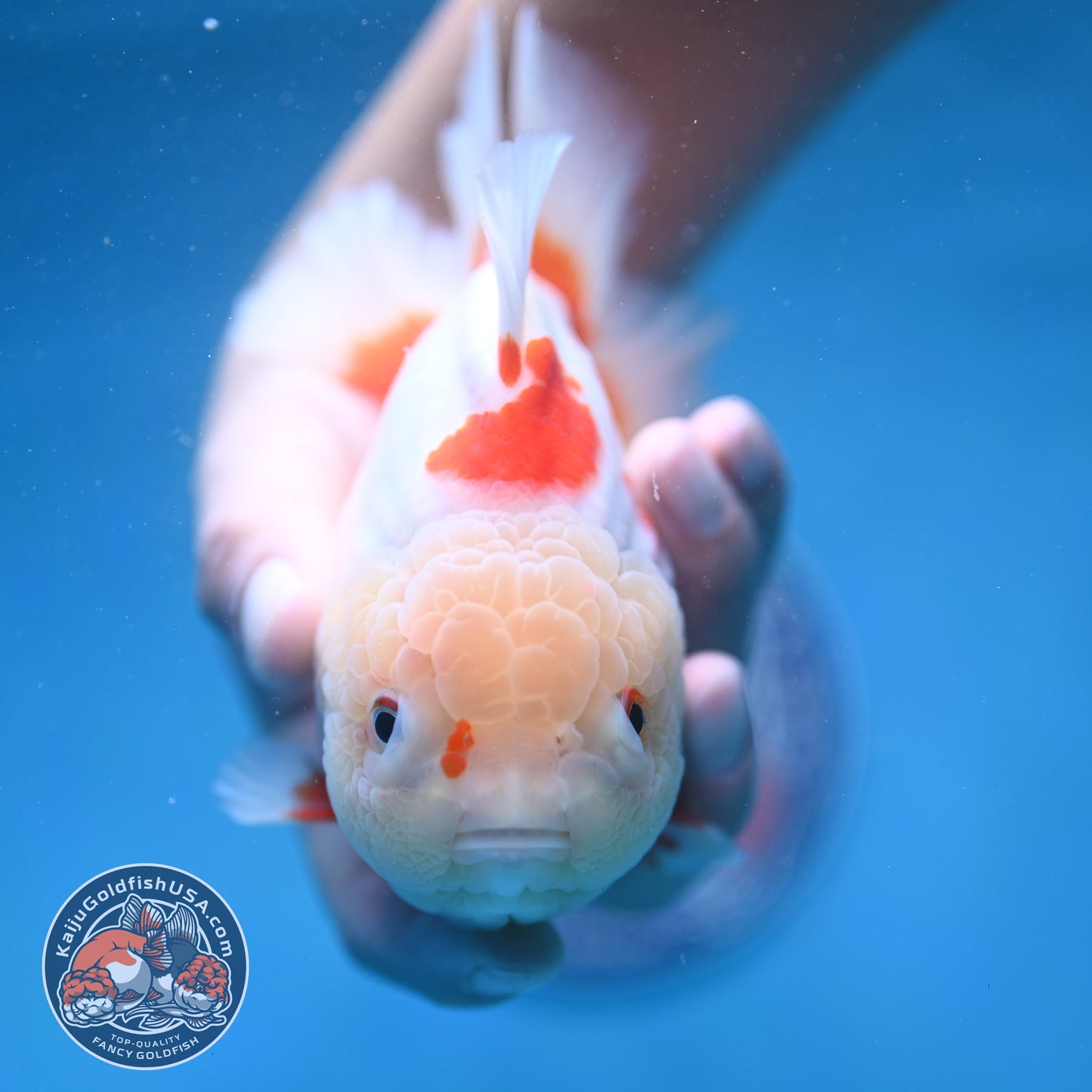 Jade Head Red White Oranda 4.5 inch Body (250912_OR11)