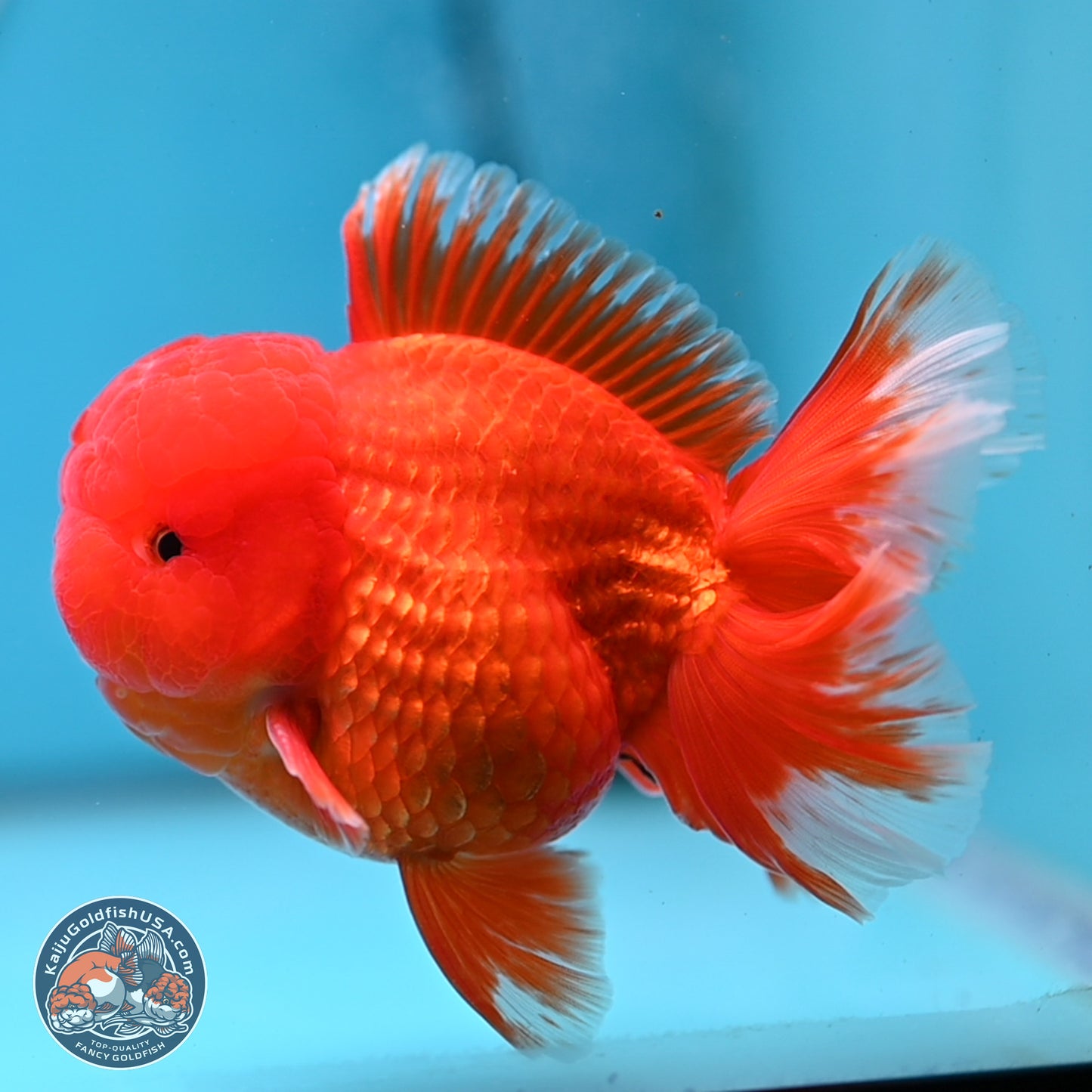 Classic Red Rose Tail Oranda 3.5 inches Body - Male (250307_OR11)