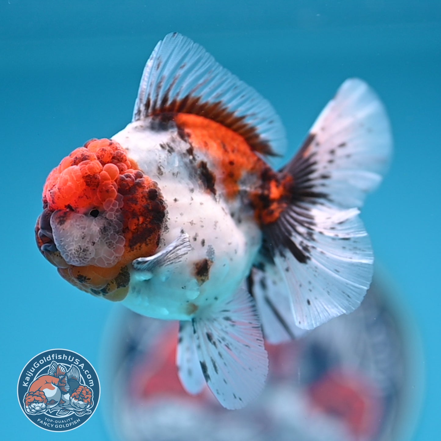 Shogun Tricolor Sakura Rose Tail Oranda 3.25 inches Body (250530_OR11)