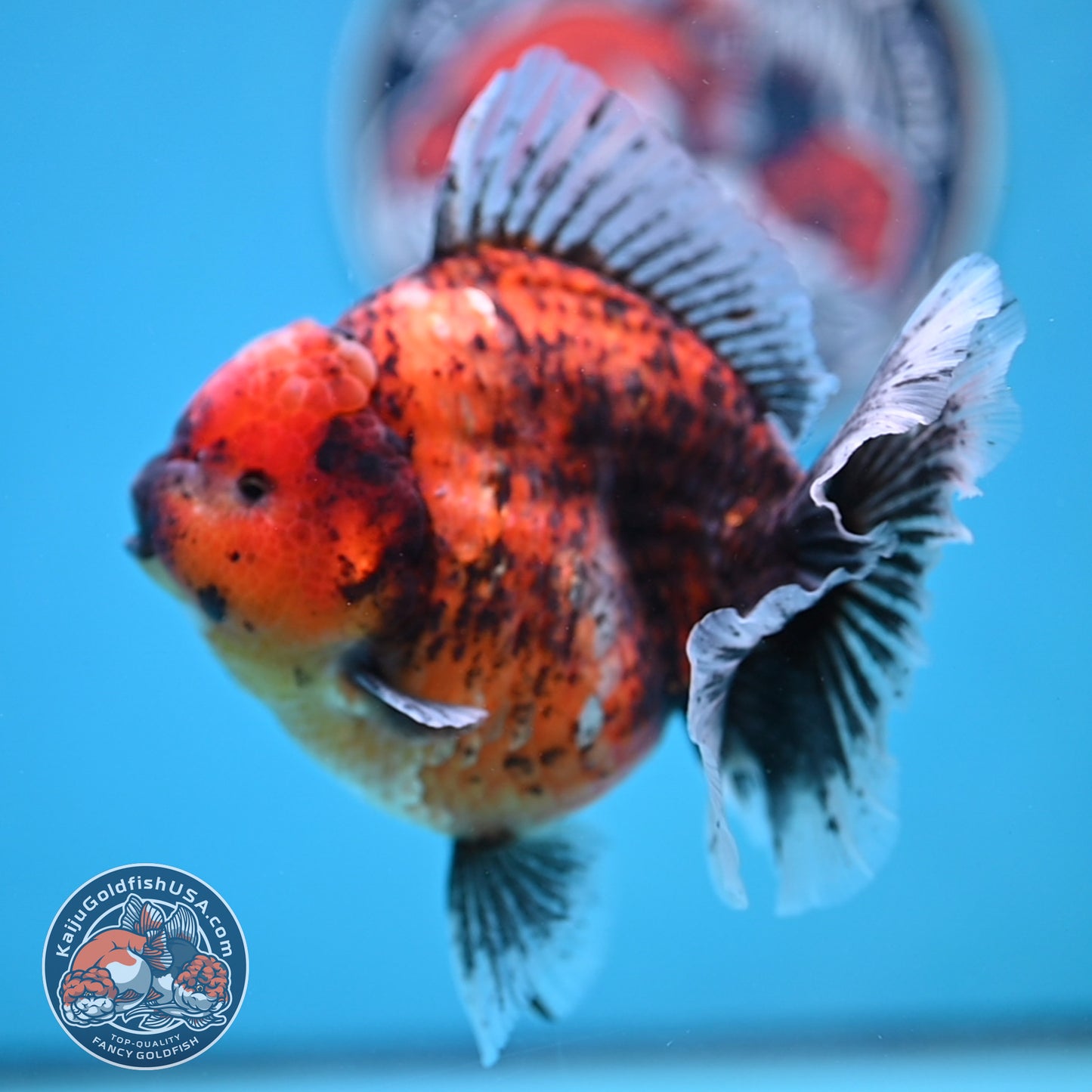 Tiger Oranda 4.25 inches Body (250516_OR11)