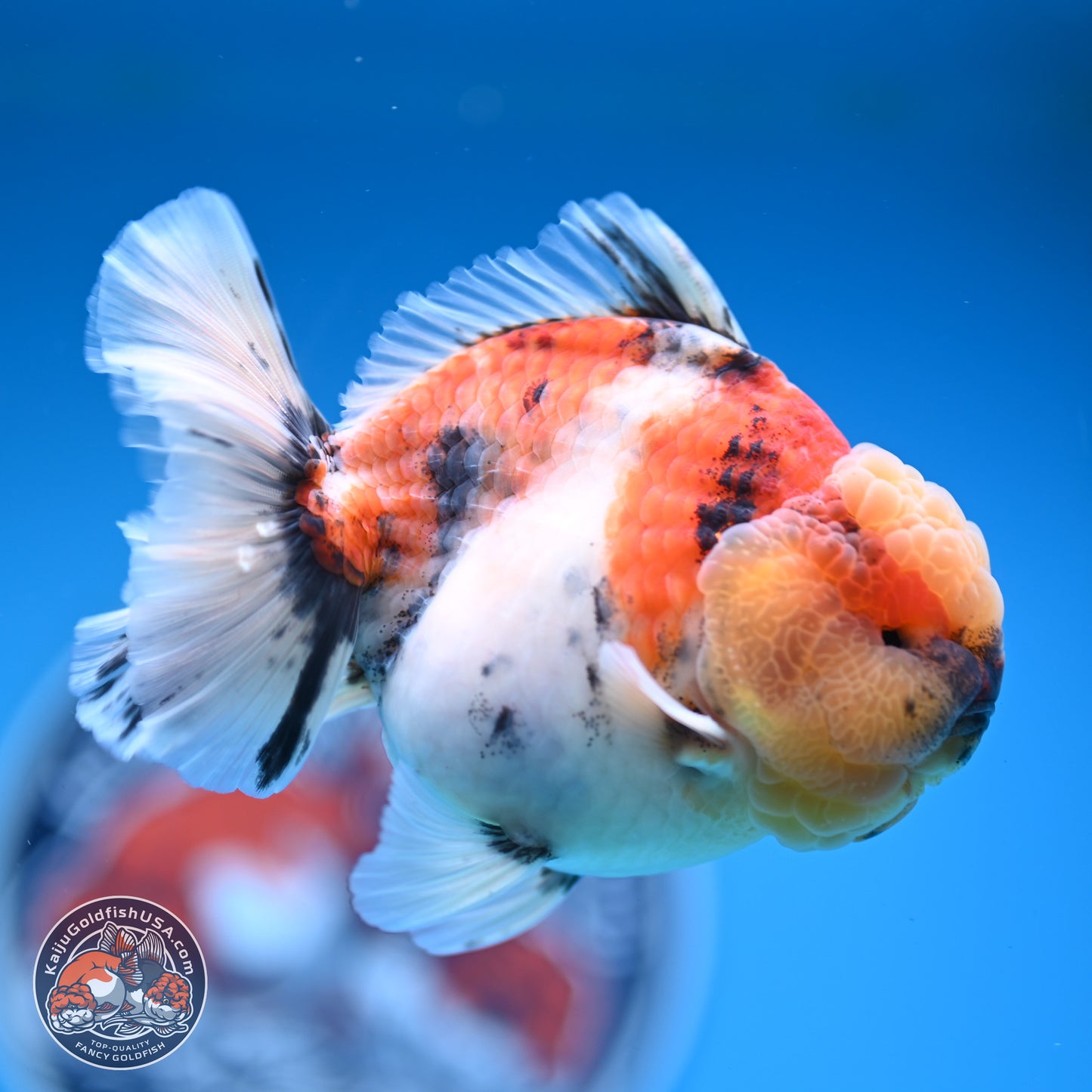 Tricolor Tiger YuanBao Oranda 3.5 inches Body - Male (250228_OR11)