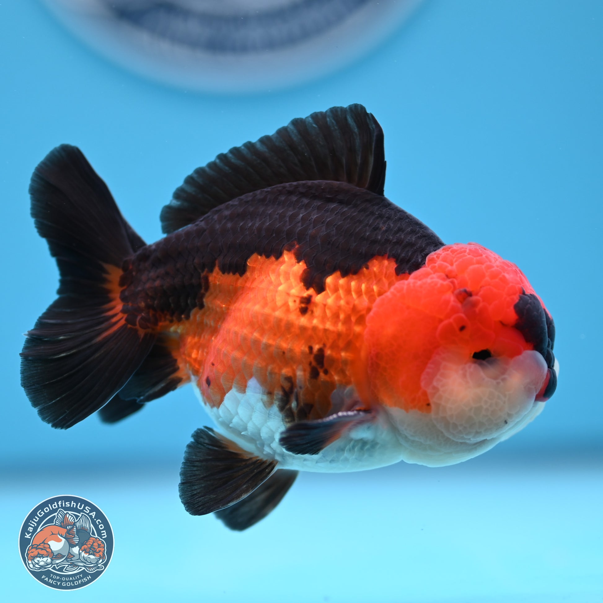 Tricolor Oranda 3.5-4.5 inches (240913_OR11) - Kaiju Goldfish USA