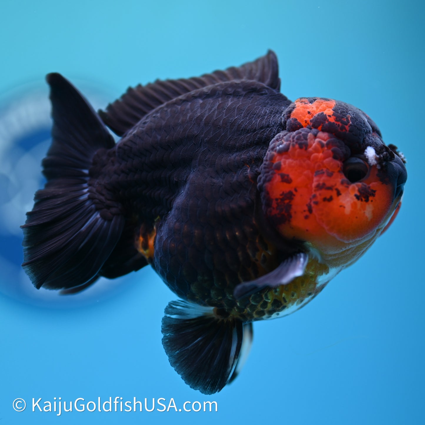 Red/Black YuanBao Oranda 3.5in body (240607_OR11) - Kaiju Goldfish USA