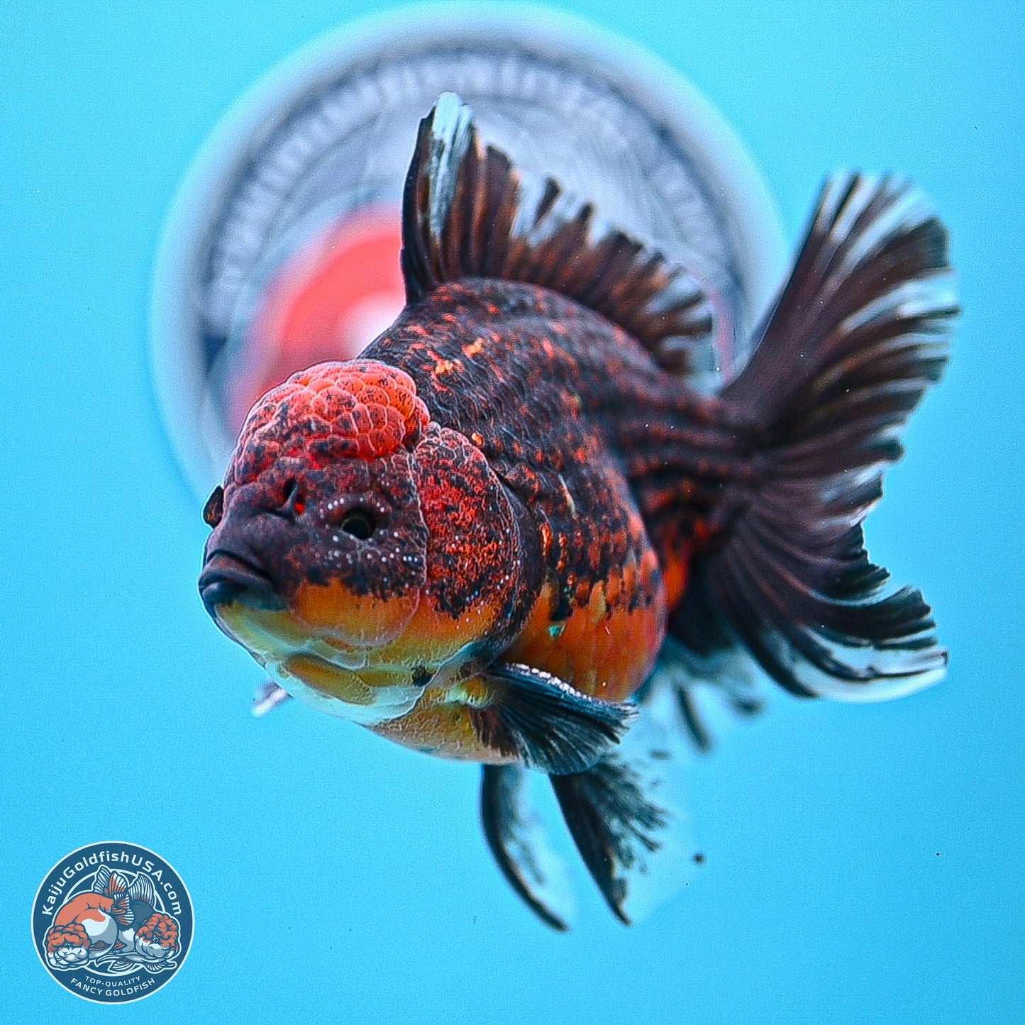 Red Kirin Rose Tail Oranda 4-5.5 inches (240920_OR11) - Kaiju Goldfish USA