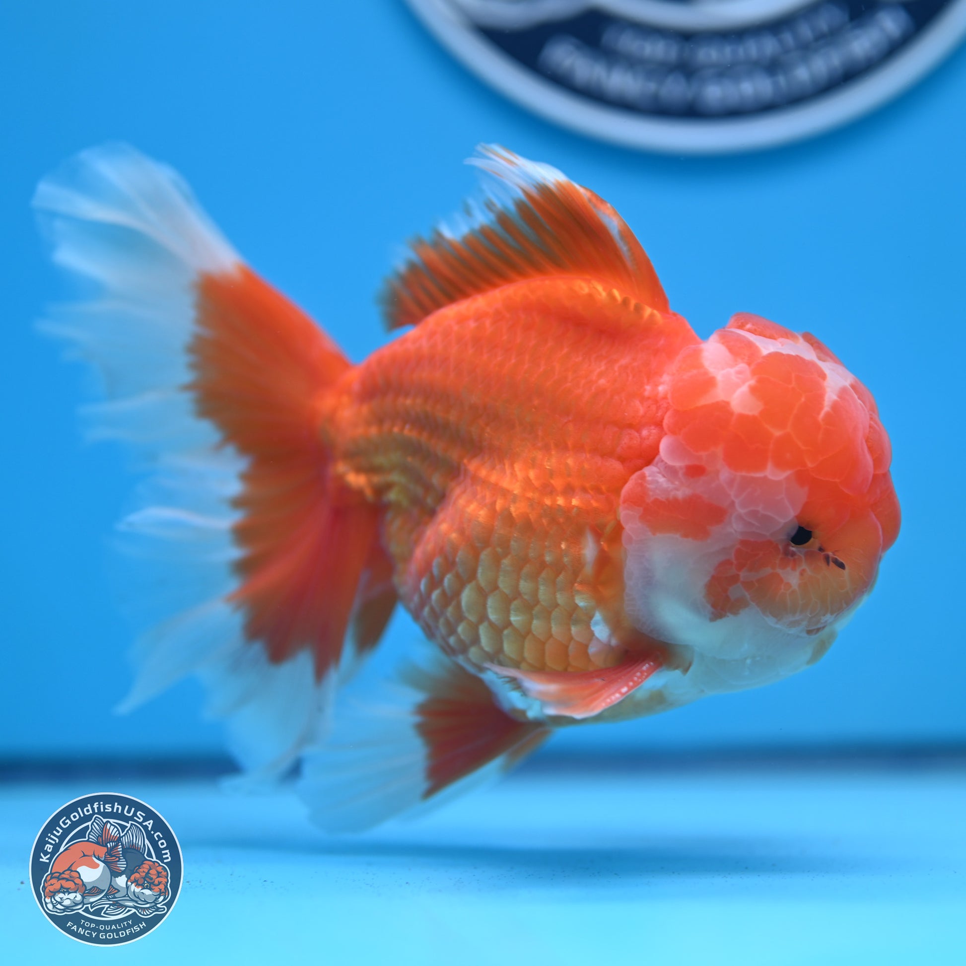 Red White Rose Tail Oranda 4-6 inches (240906_OR11) - Kaiju Goldfish USA