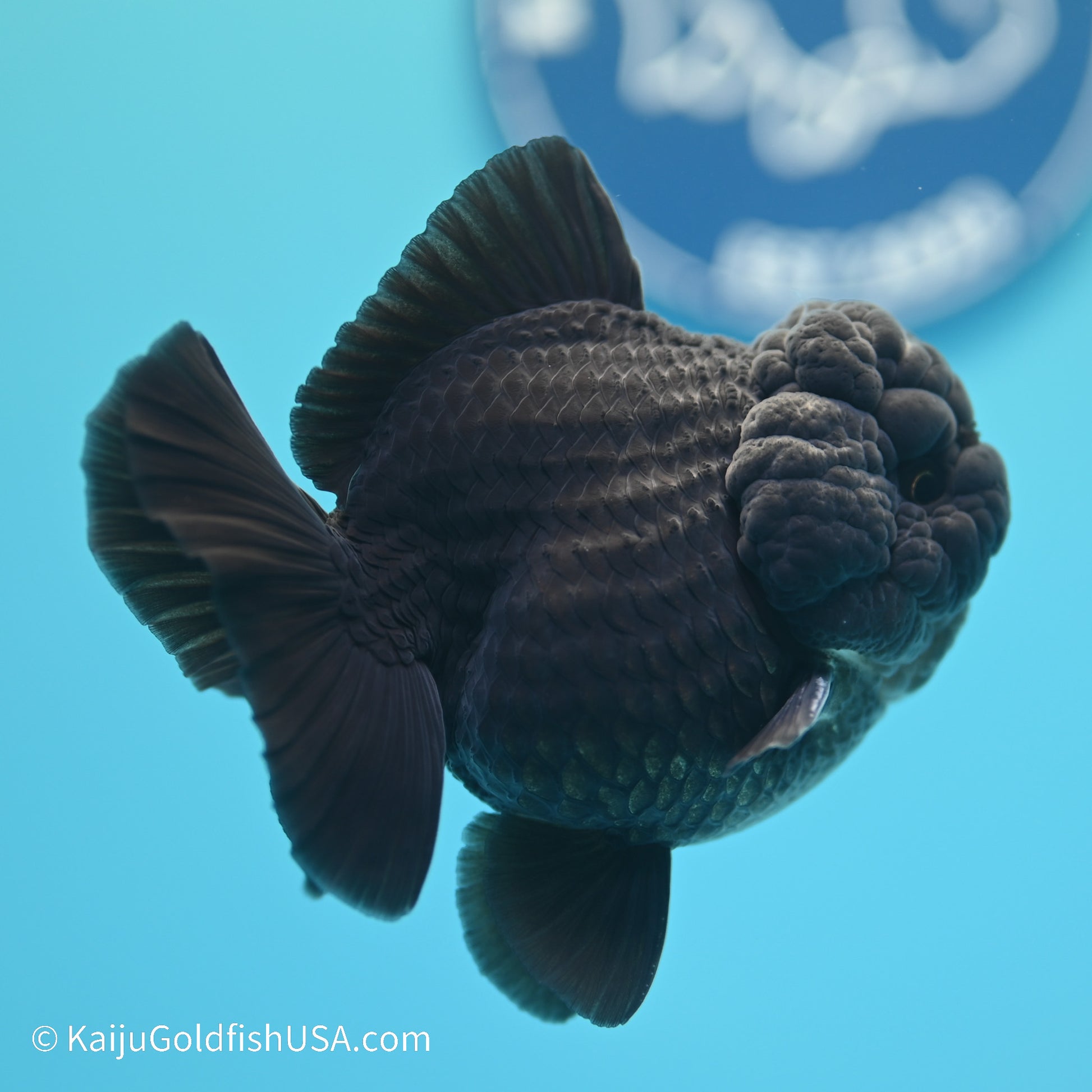 Jet Black YuanBao Oranda 3.5 inches (240517_OR11) - Kaiju Goldfish USA