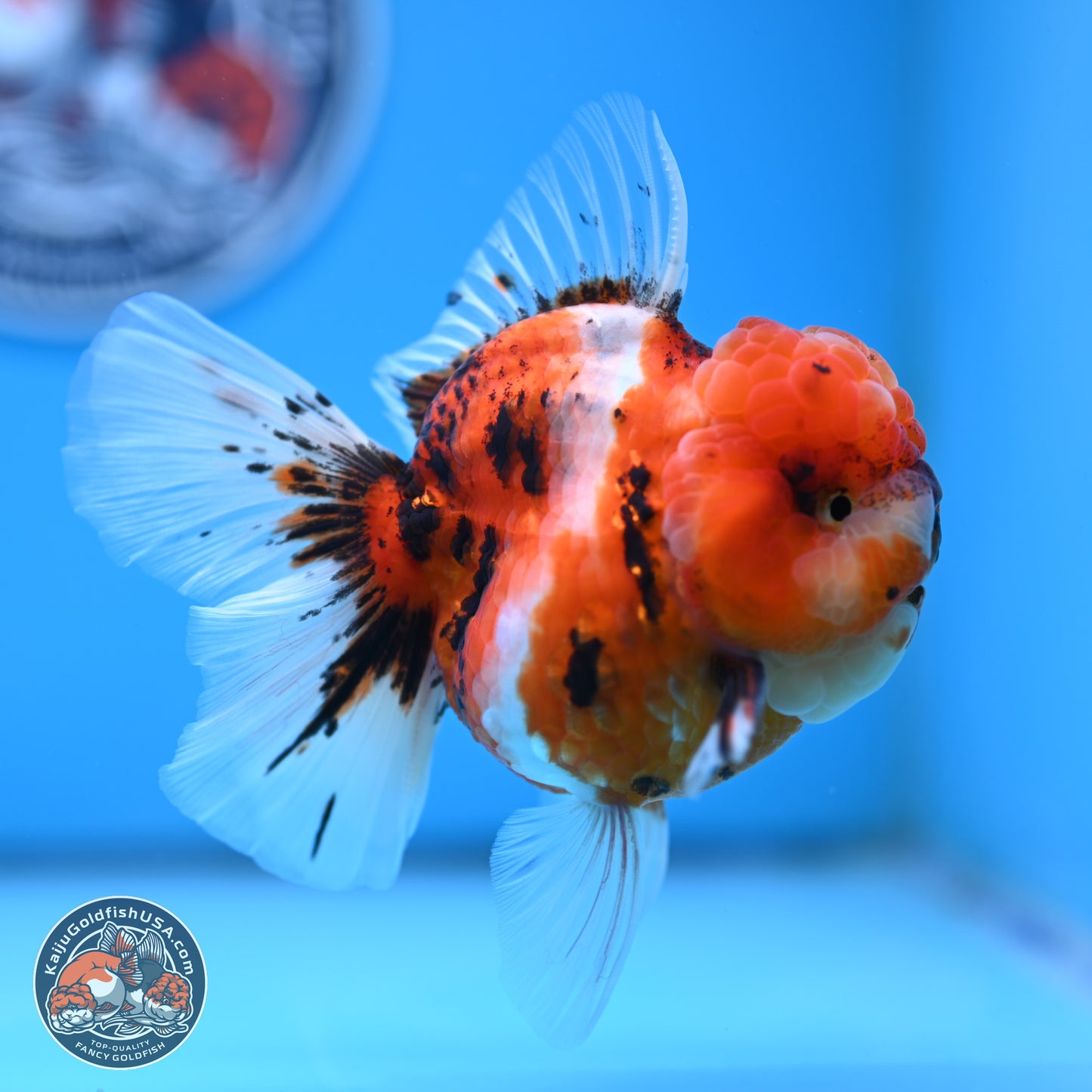 Tricolor Tiger Oranda 3.5 inches Body - Male (250314_OR11)