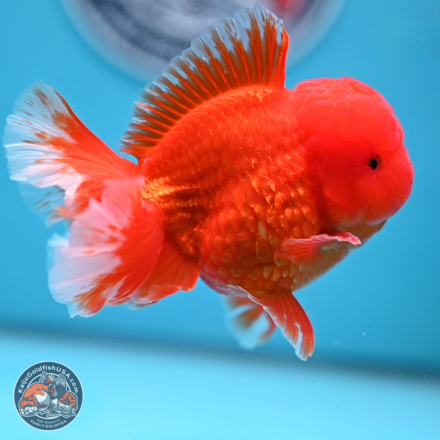 Classic Red Rose Tail Oranda 3.5 inches Body - Male (250307_OR11)