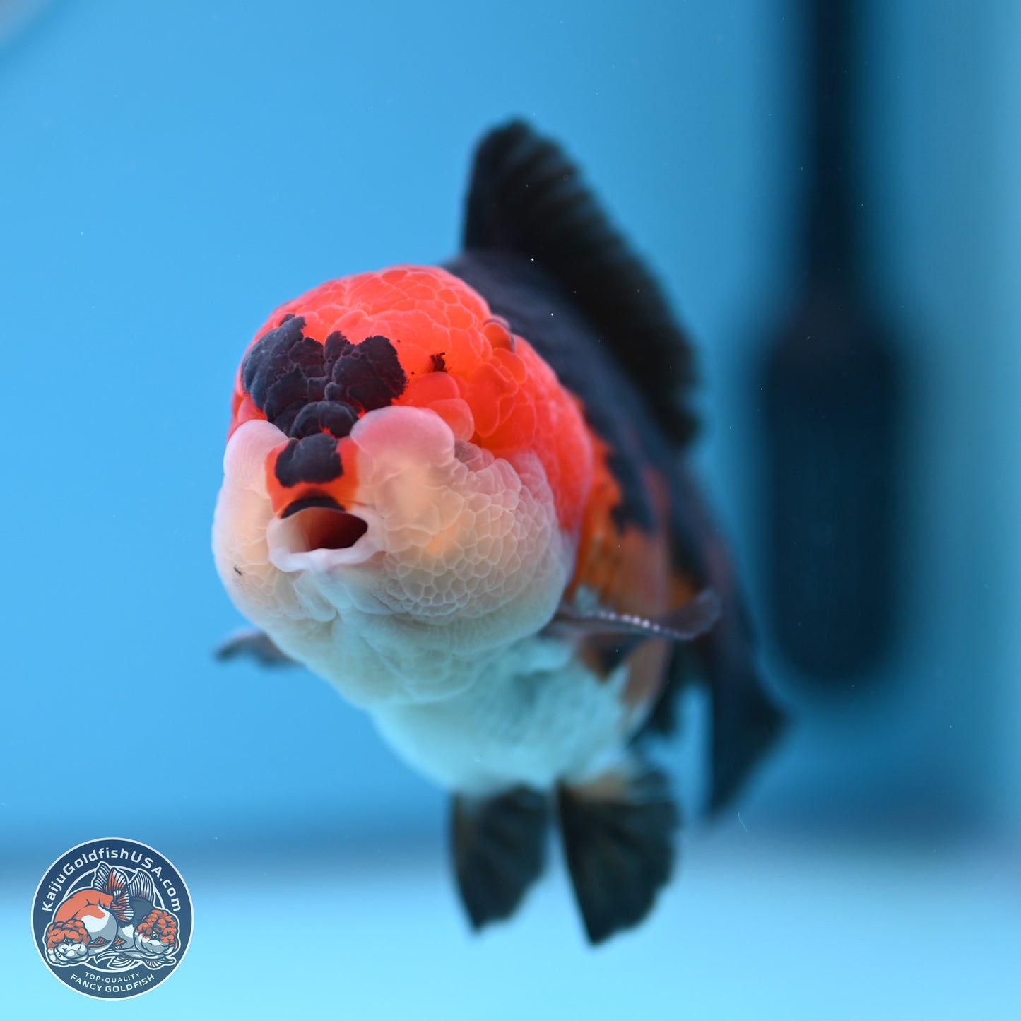 Tricolor Oranda 3.5-4.5 inches (240913_OR11) - Kaiju Goldfish USA