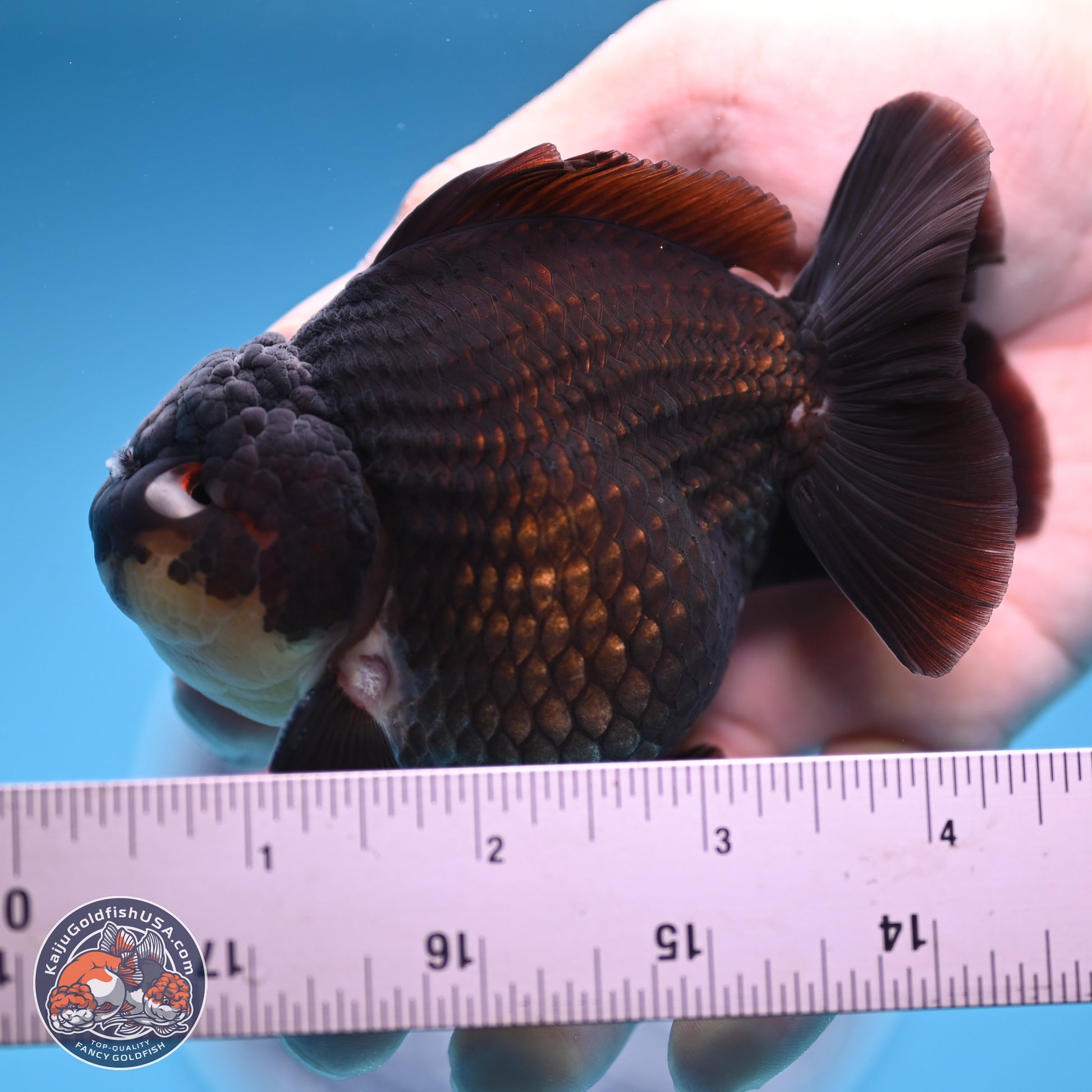 Panda YuanBao Oranda 3.5 inches Body - Male (241227_OR11) - Kaiju Goldfish USA