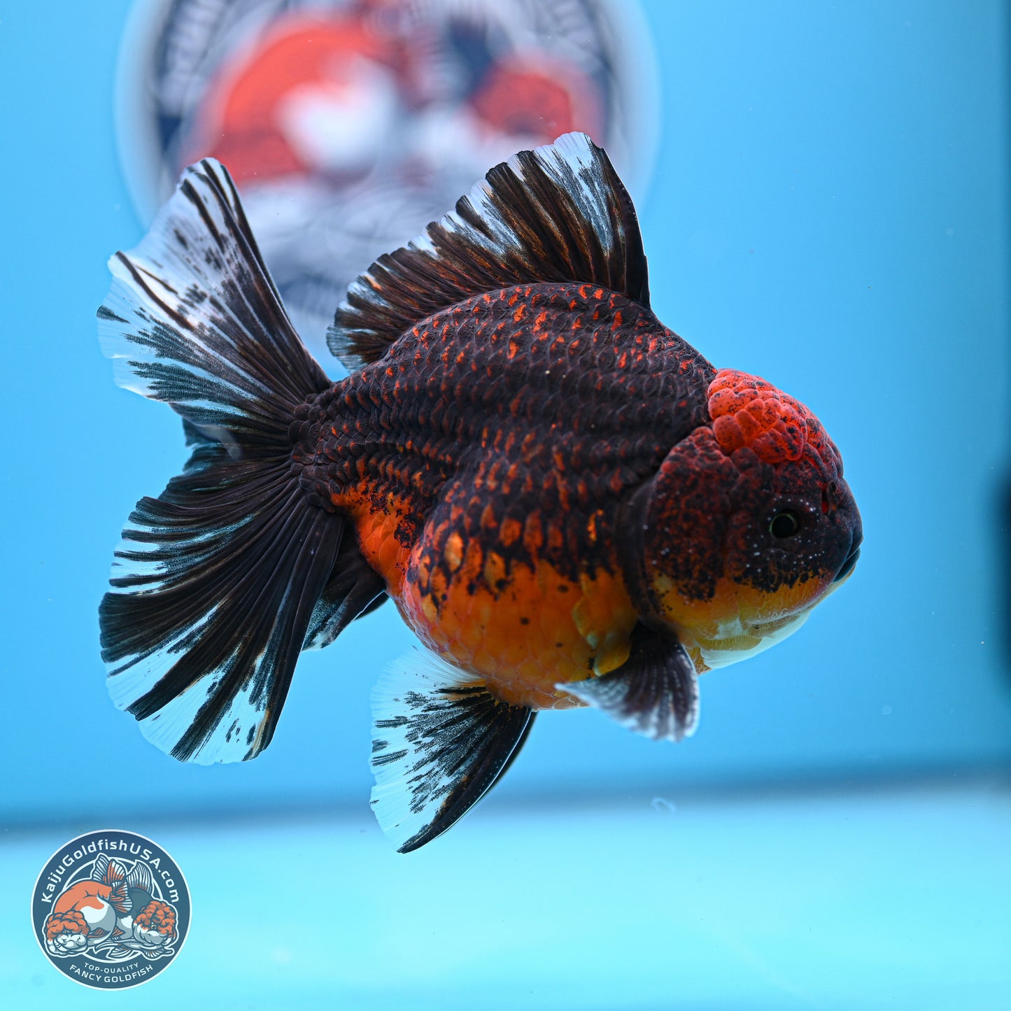 Red Kirin Rose Tail Oranda 4-5.5 inches (240920_OR11) - Kaiju Goldfish USA