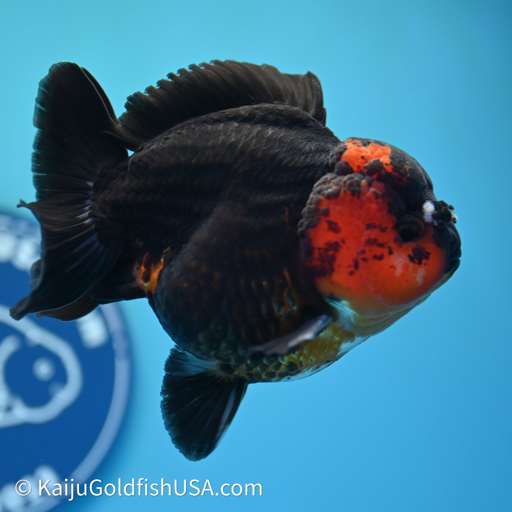 Red/Black YuanBao Oranda 3.5in body (240607_OR11) - Kaiju Goldfish USA