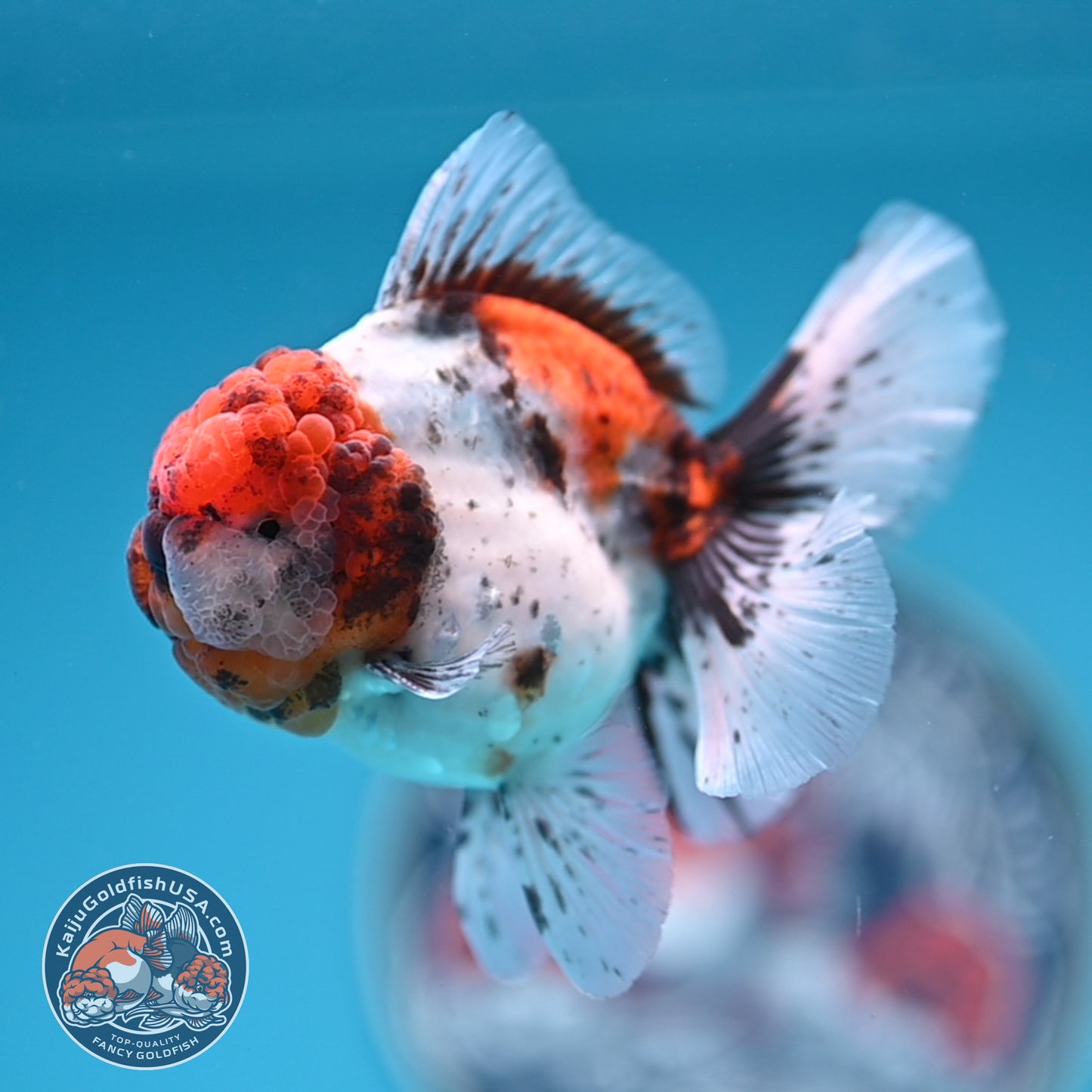 Shogun Tricolor Sakura Rose Tail Oranda 3.25 inches Body (250530_OR11)