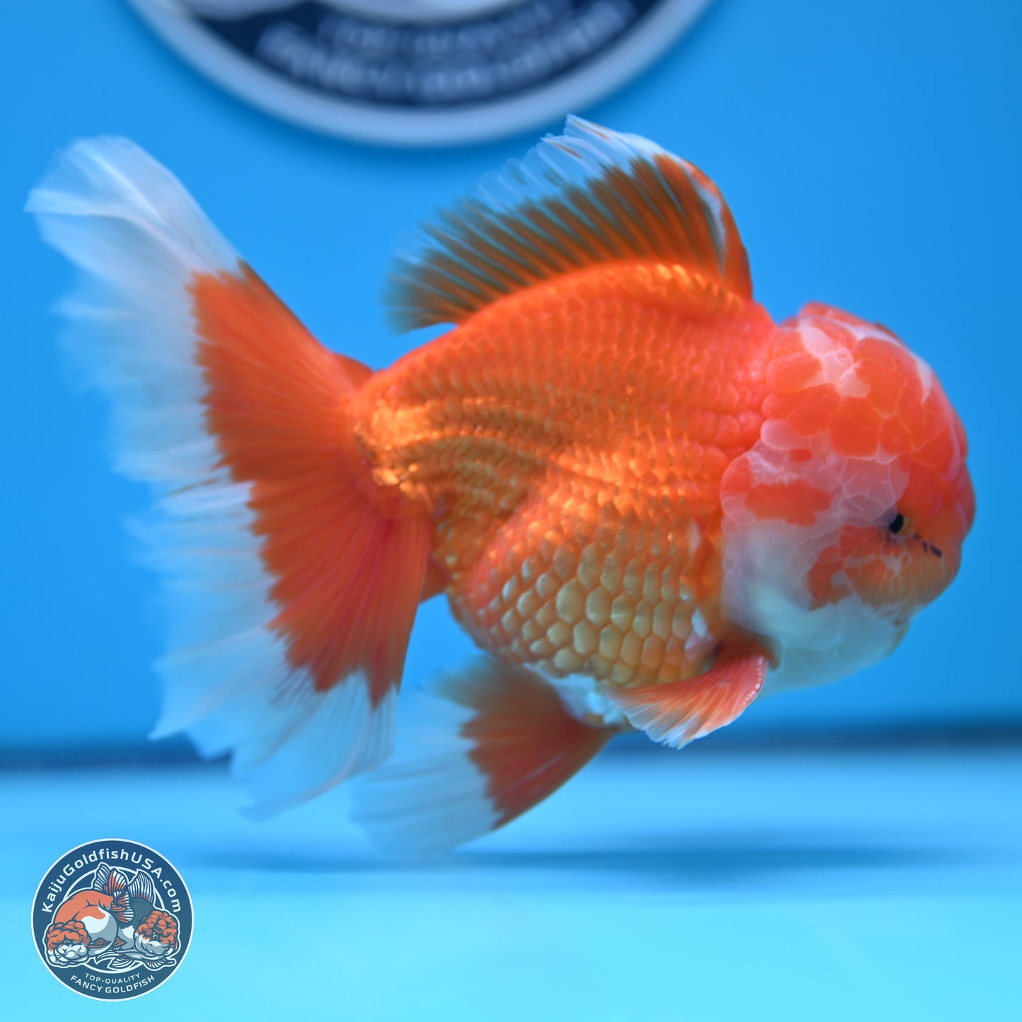 Red White Rose Tail Oranda 4-6 inches (240906_OR11) - Kaiju Goldfish USA