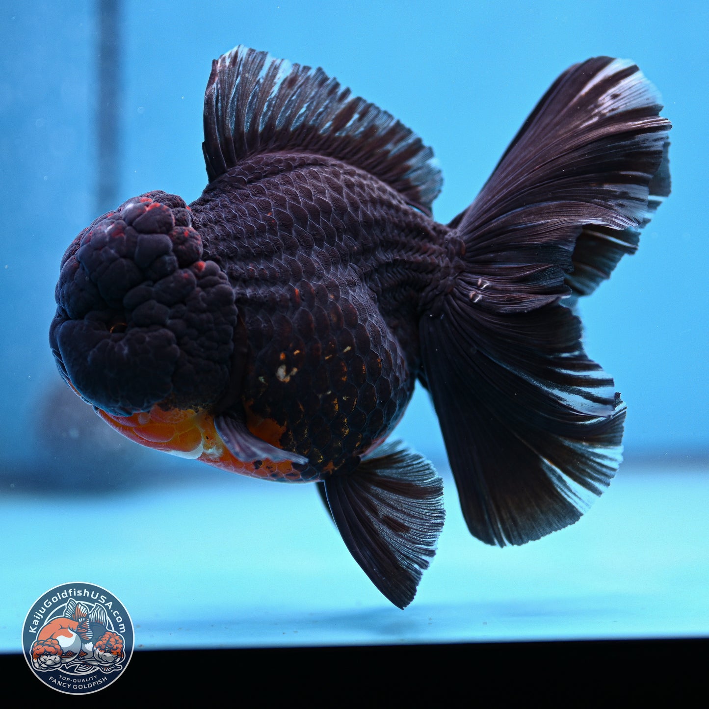 Kirin Rose Tail Oranda 6 inches - Male (241115_OR11) - Kaiju Goldfish USA