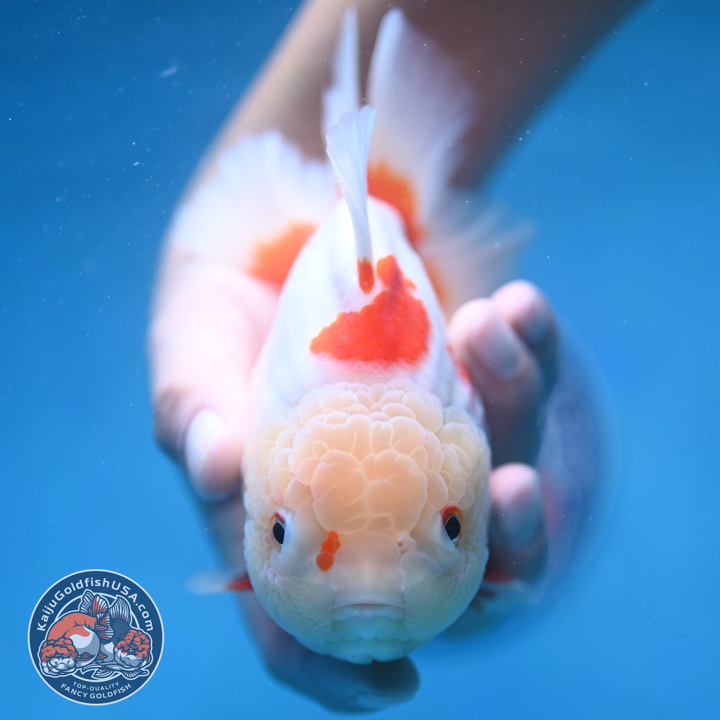 Jade Head Red White Oranda 4.5 inch Body (250912_OR11)