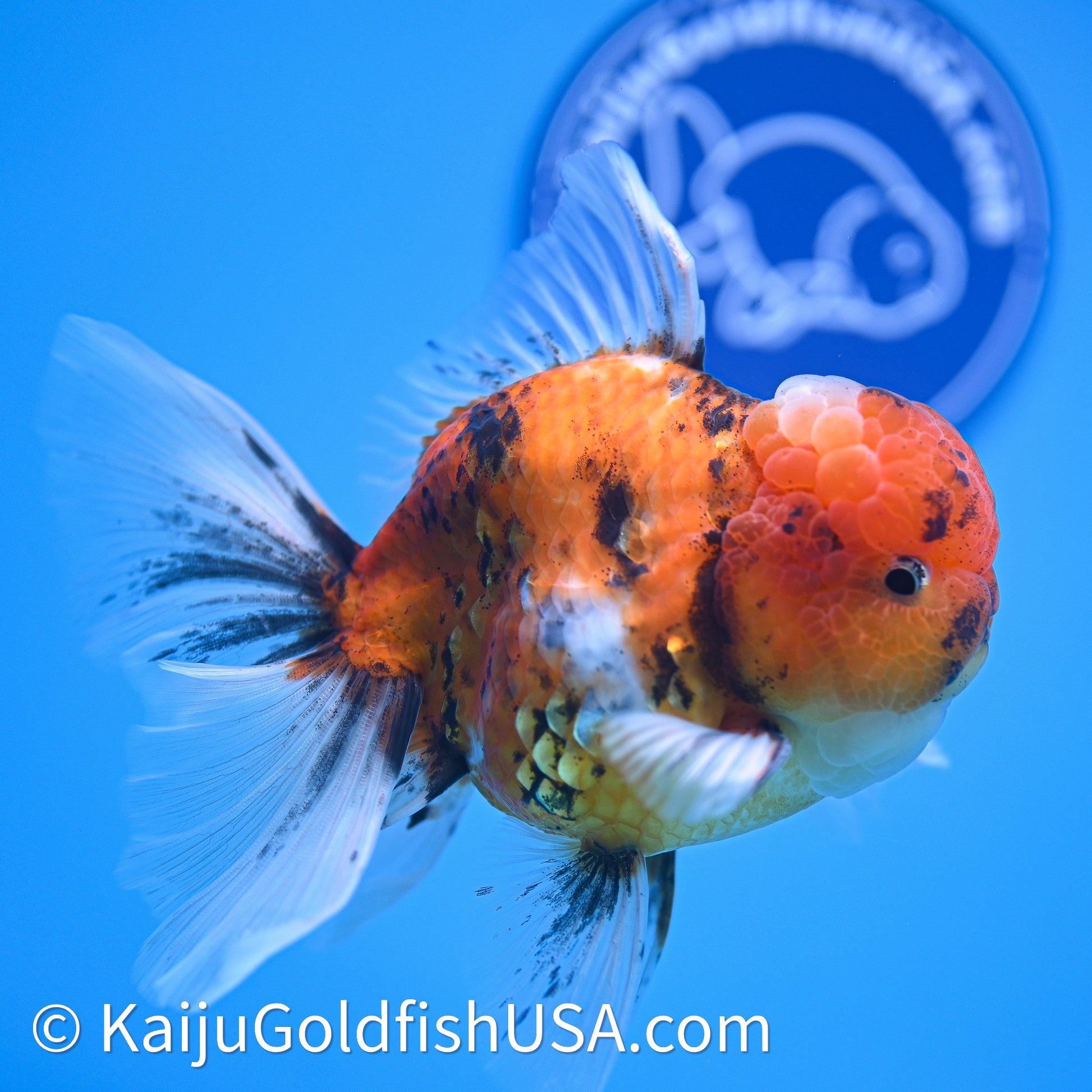 Tricolor Tiger Rose Tail Oranda 4in Body (240628_OR11) - Kaiju Goldfish USA