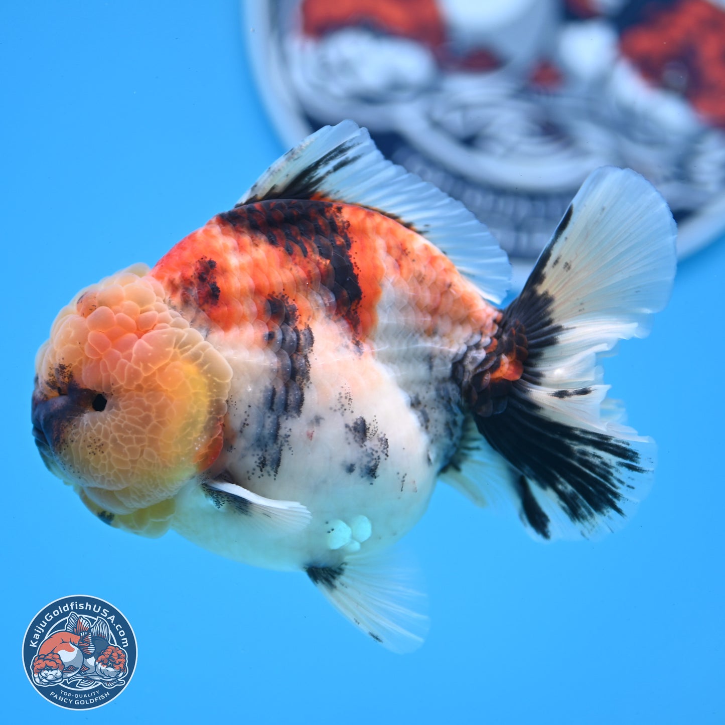 Tricolor Tiger YuanBao Oranda 3.5 inches Body - Male (250228_OR11)