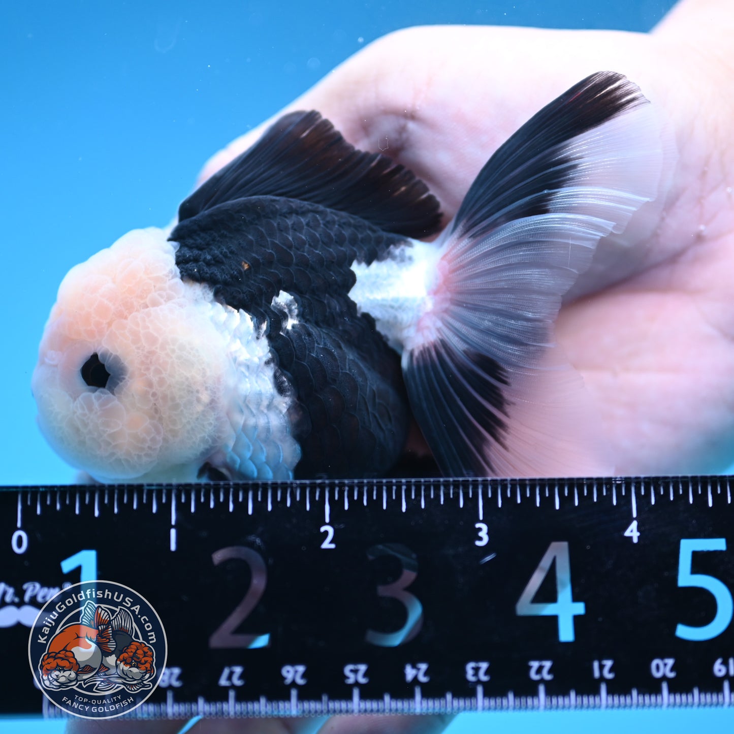 Panda Oranda 3 inches Body (250606_OR11)