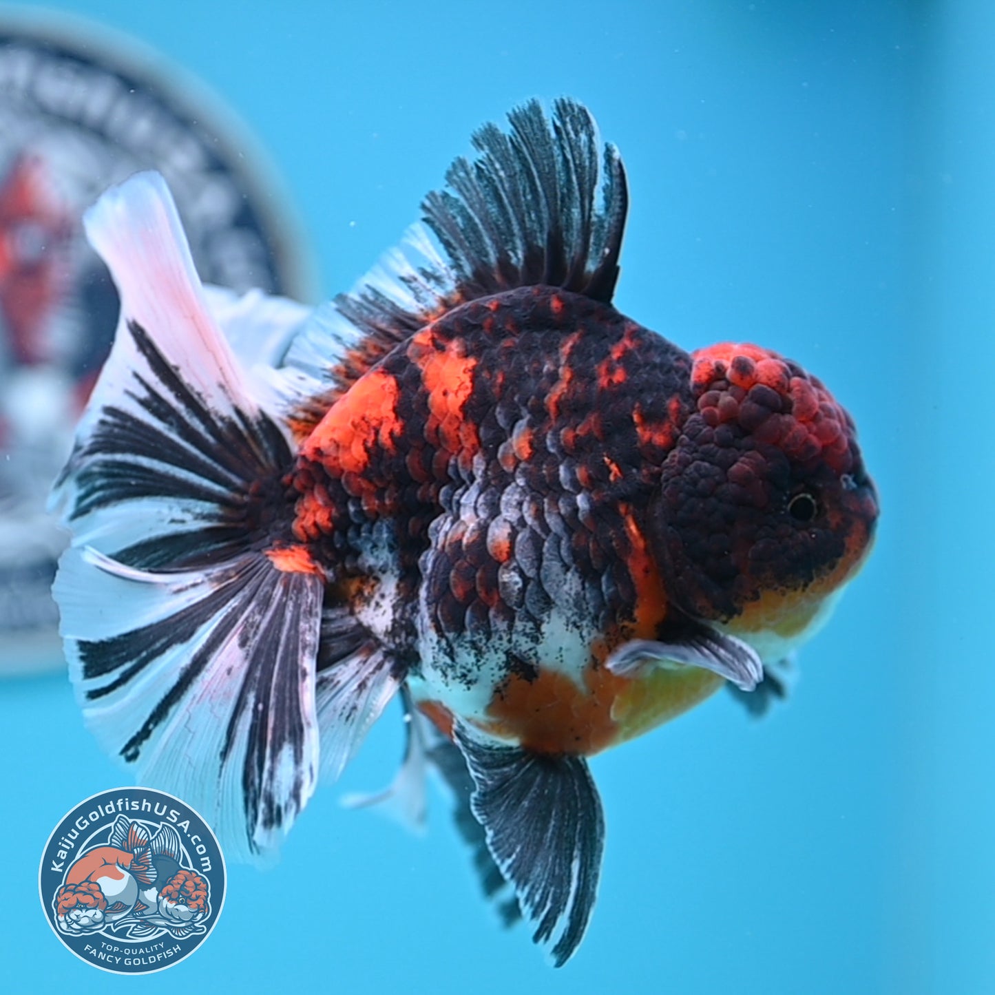 Tricolor Tiger Rose Tail Oranda 4 inches Body (250502_OR11)