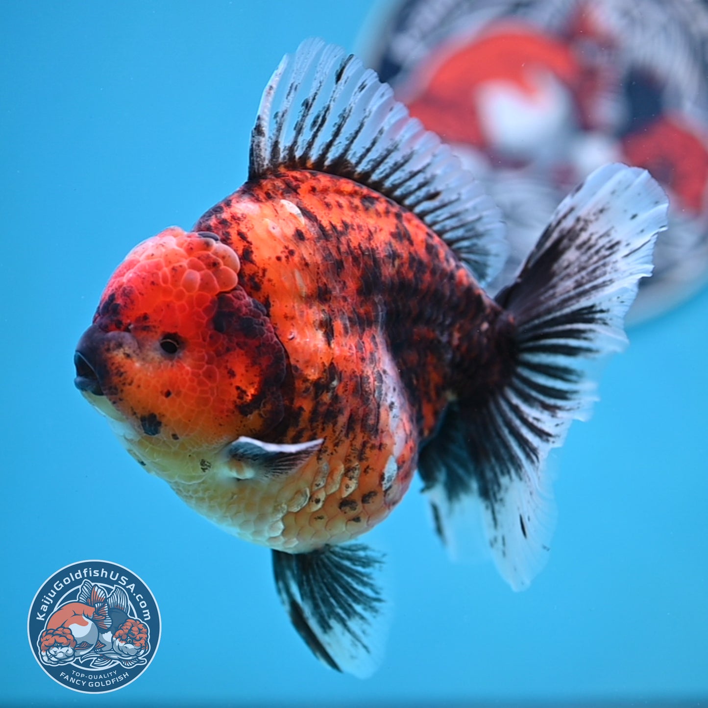 Tiger Oranda 4.25 inches Body (250516_OR11)