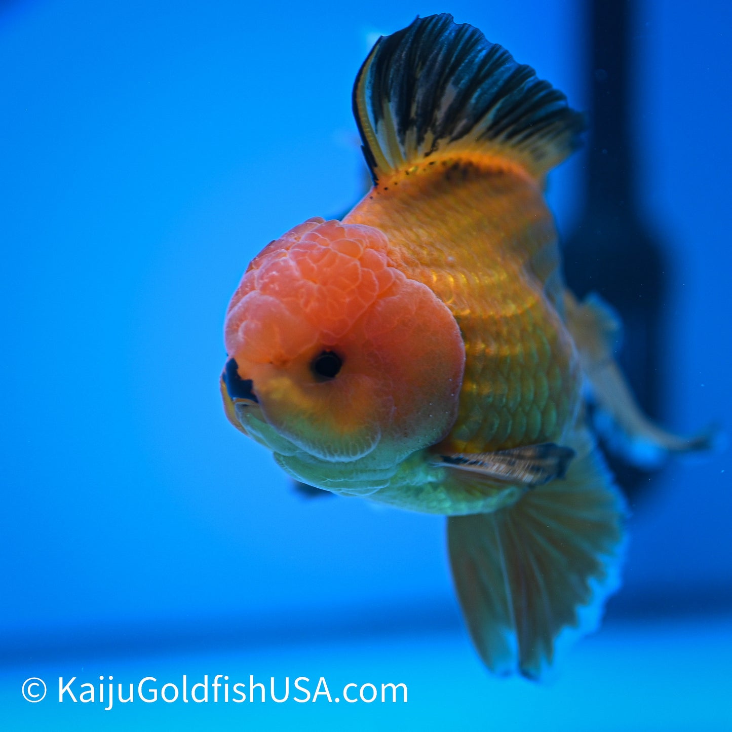 Apache Rose Tail Oranda 4.5-5 inches (240322_OR11) - Kaiju Goldfish USA